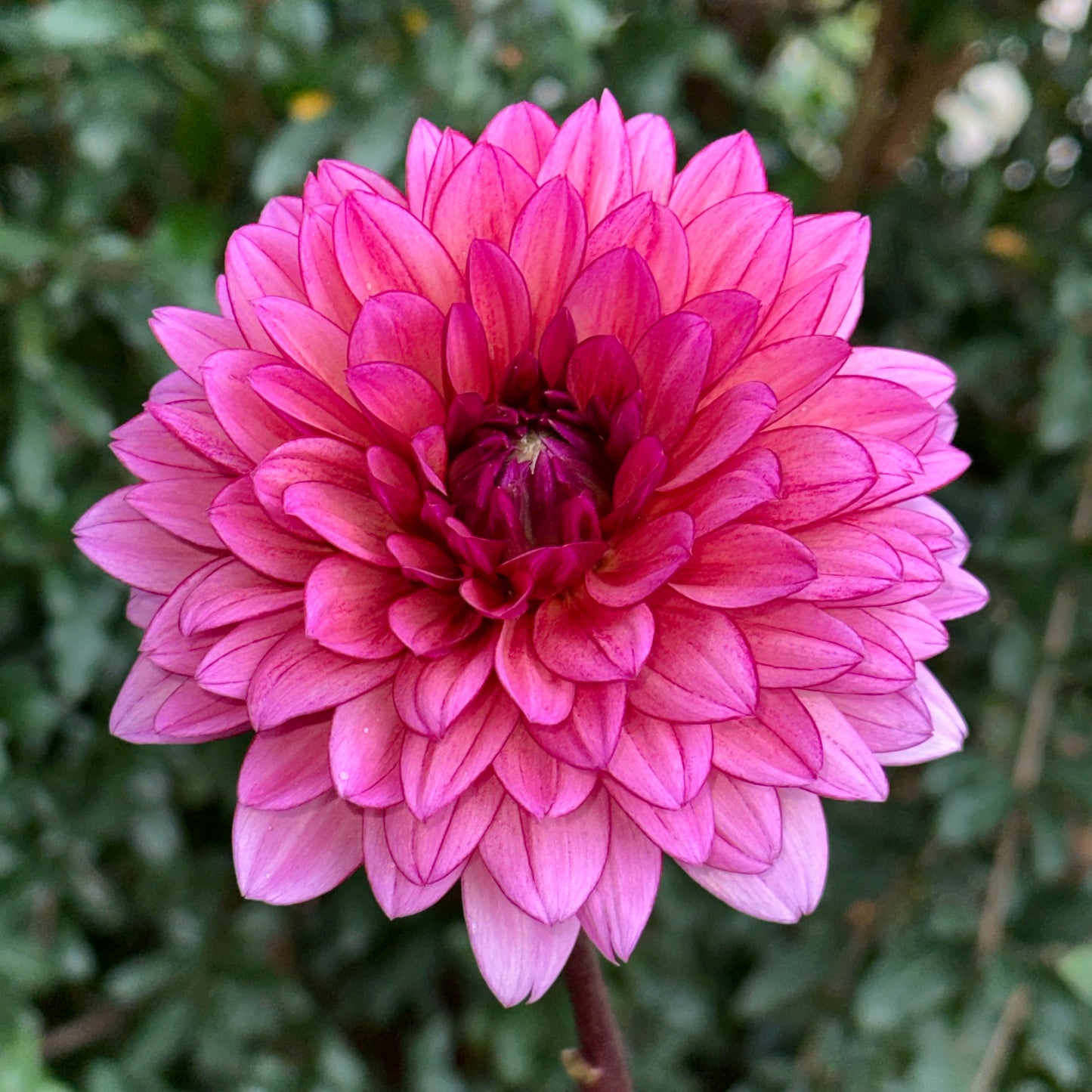 Molly Raven Dahlia Tuber