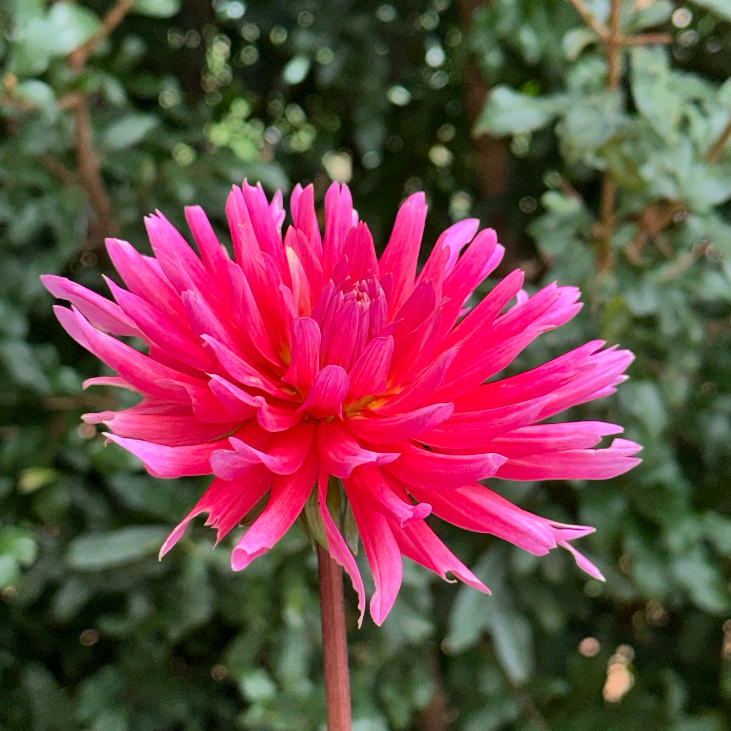 Douglas Camille Dahlia Tuber