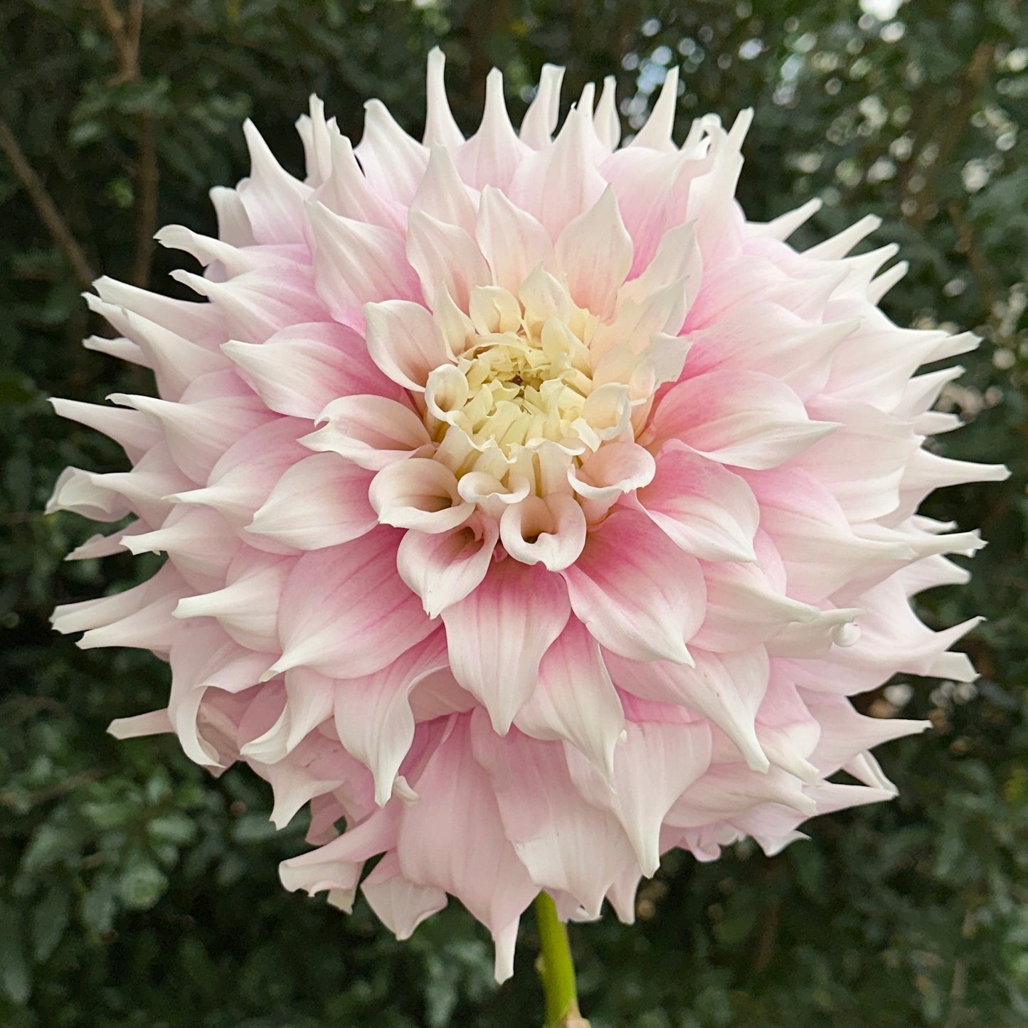 Gitt's Perfection Dahlia Tuber