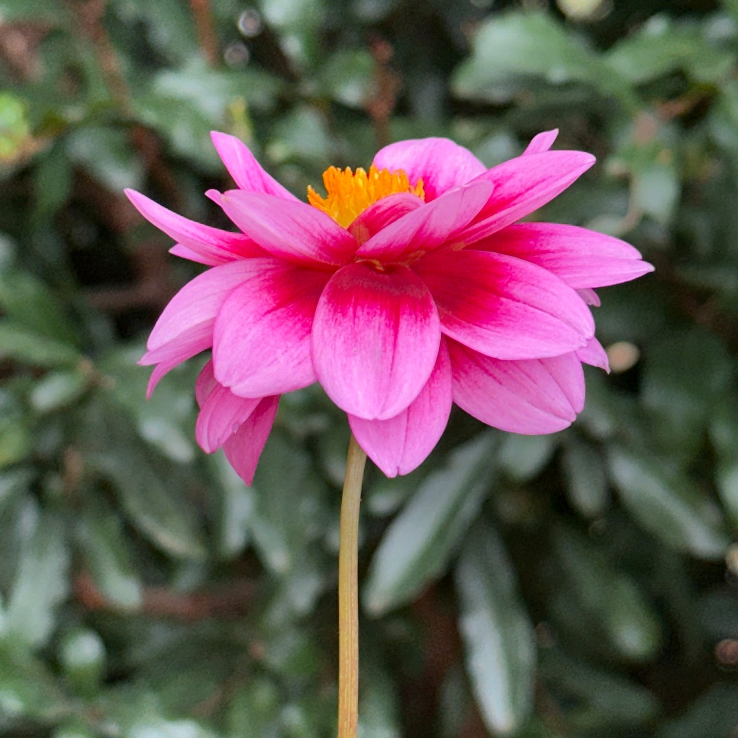 Dalaya Yogi Dahlia Tuber