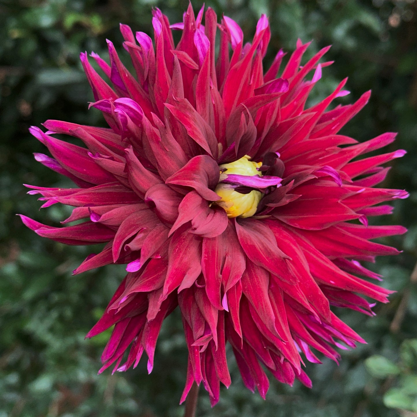 Burgundy Cactus Dahlia Tuber