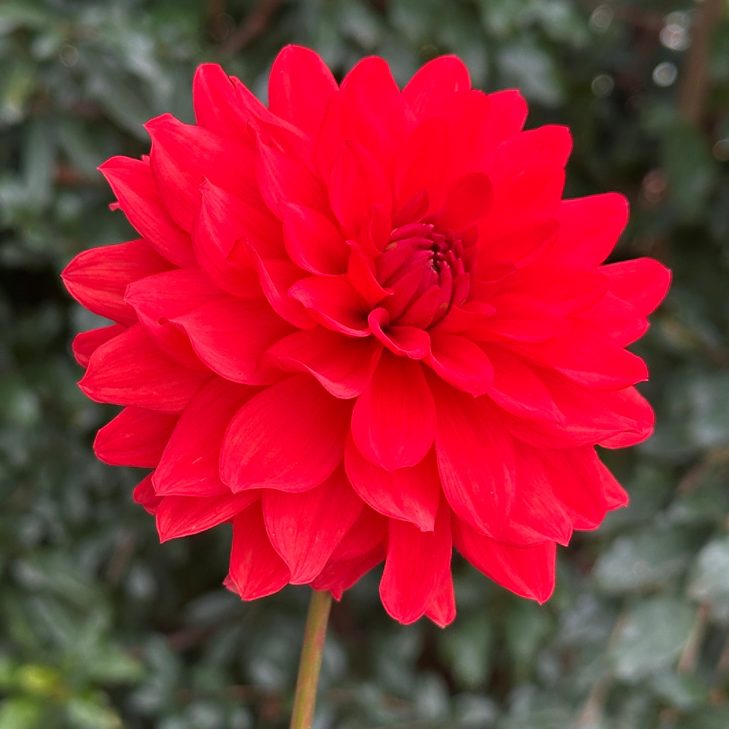 Red Pygme Dahlia Tuber