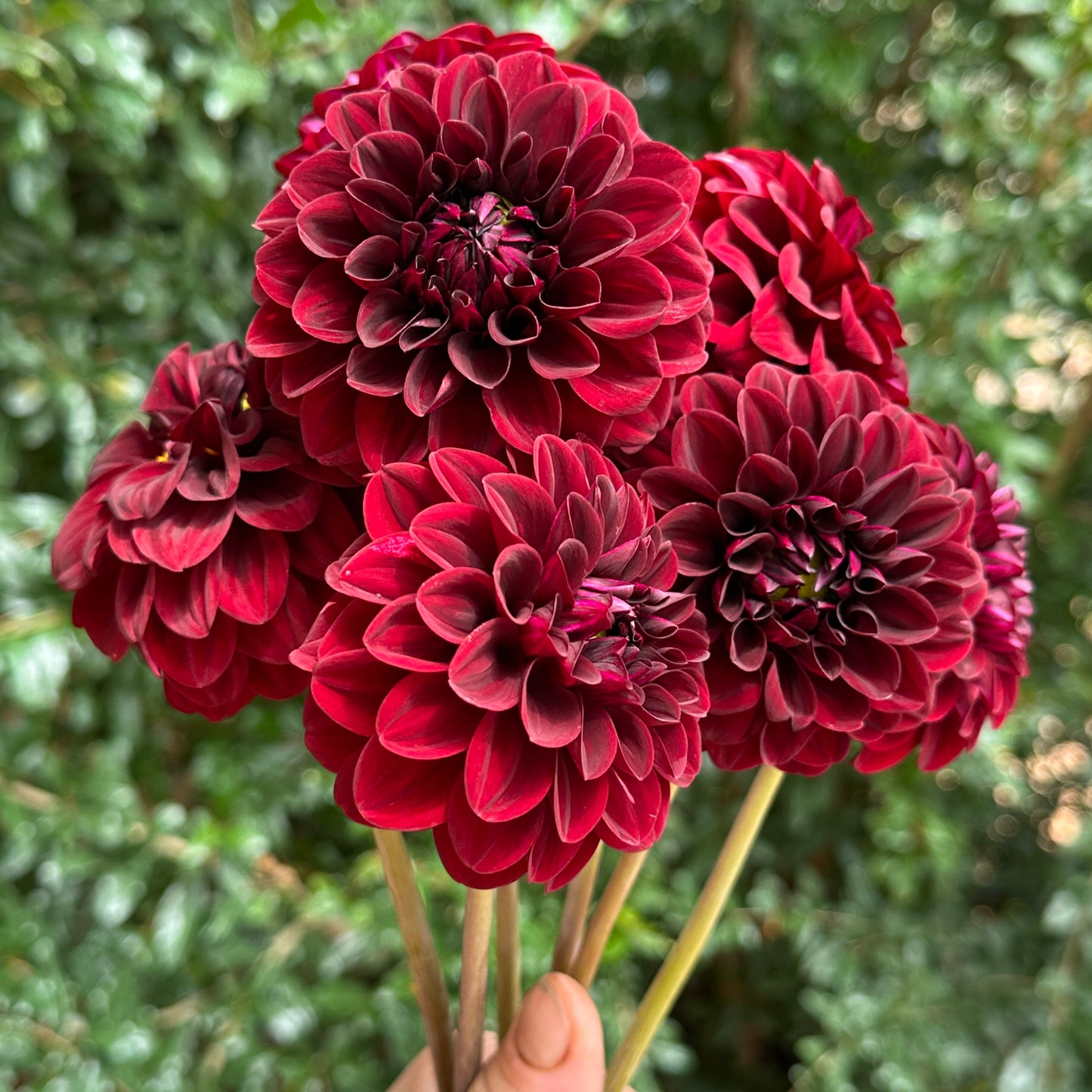 Pallada Dahlia Tuber