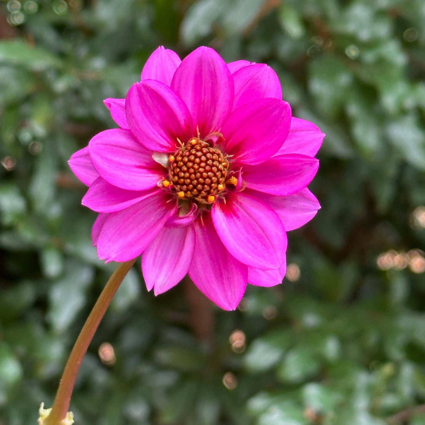 Nirvana Dahlia Tuber