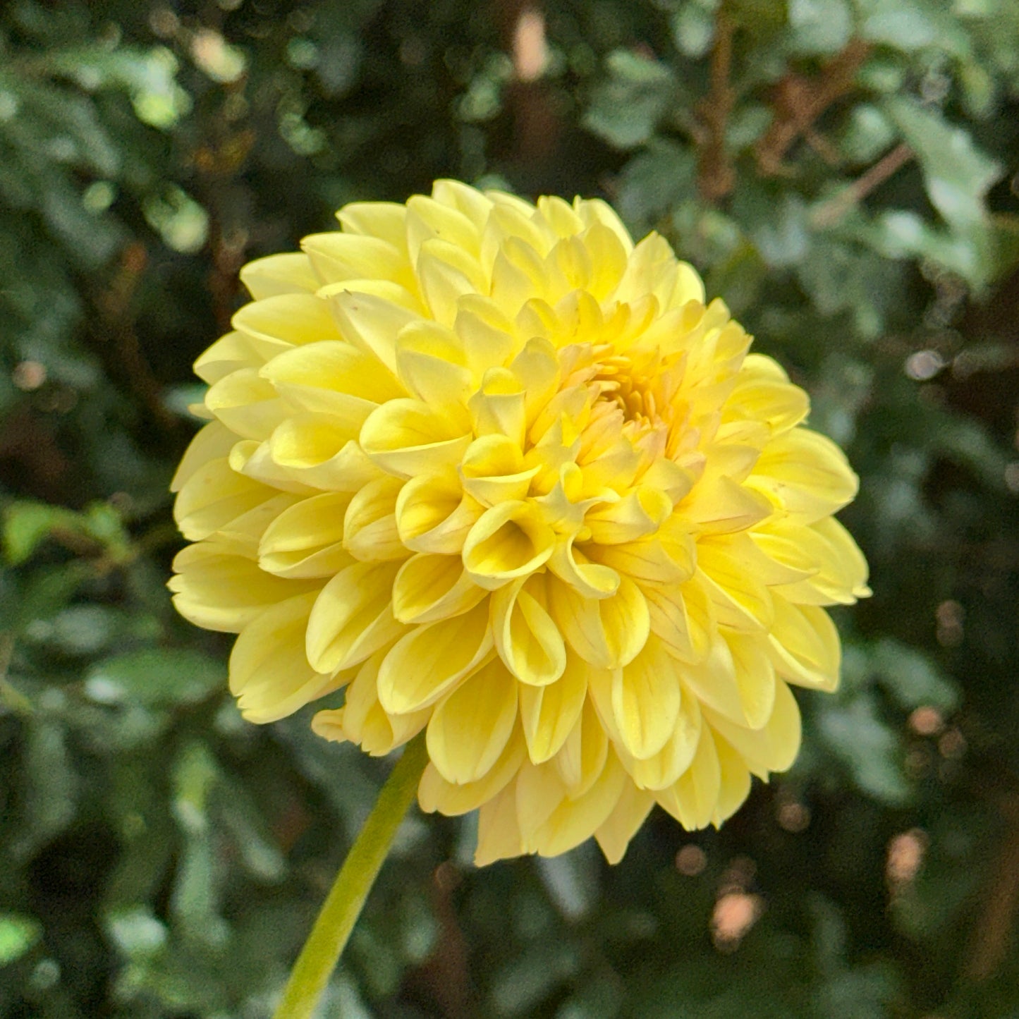 Golden Eye Dahlia Tuber