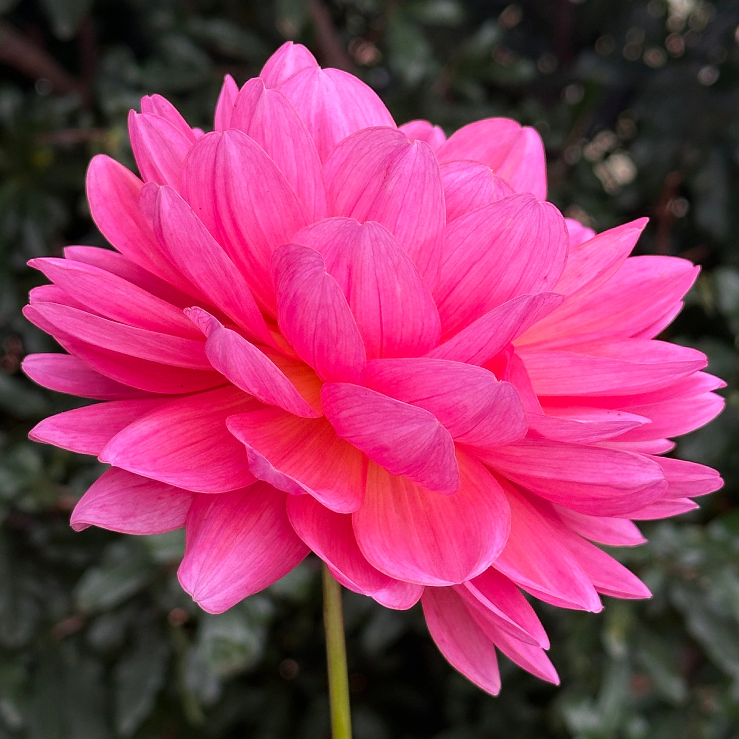 Wildwood Marie Dahlia (Limit 1 p.p)