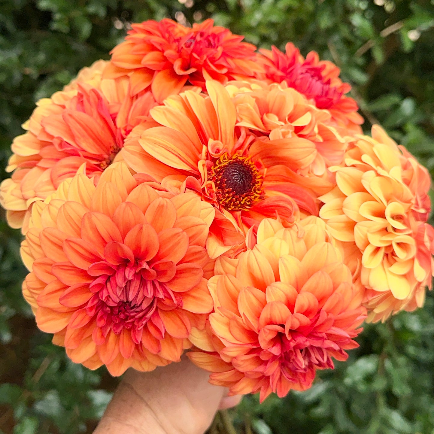 David Howard Dahlia Tuber