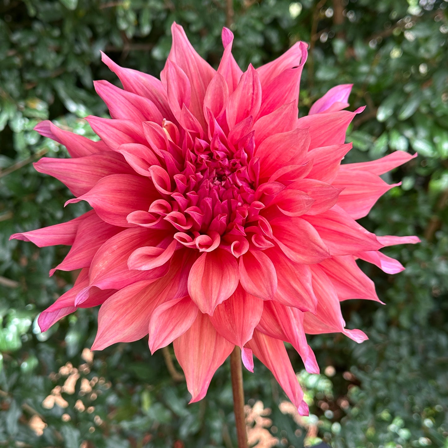 Belle of Barmera Dahlia Tuber