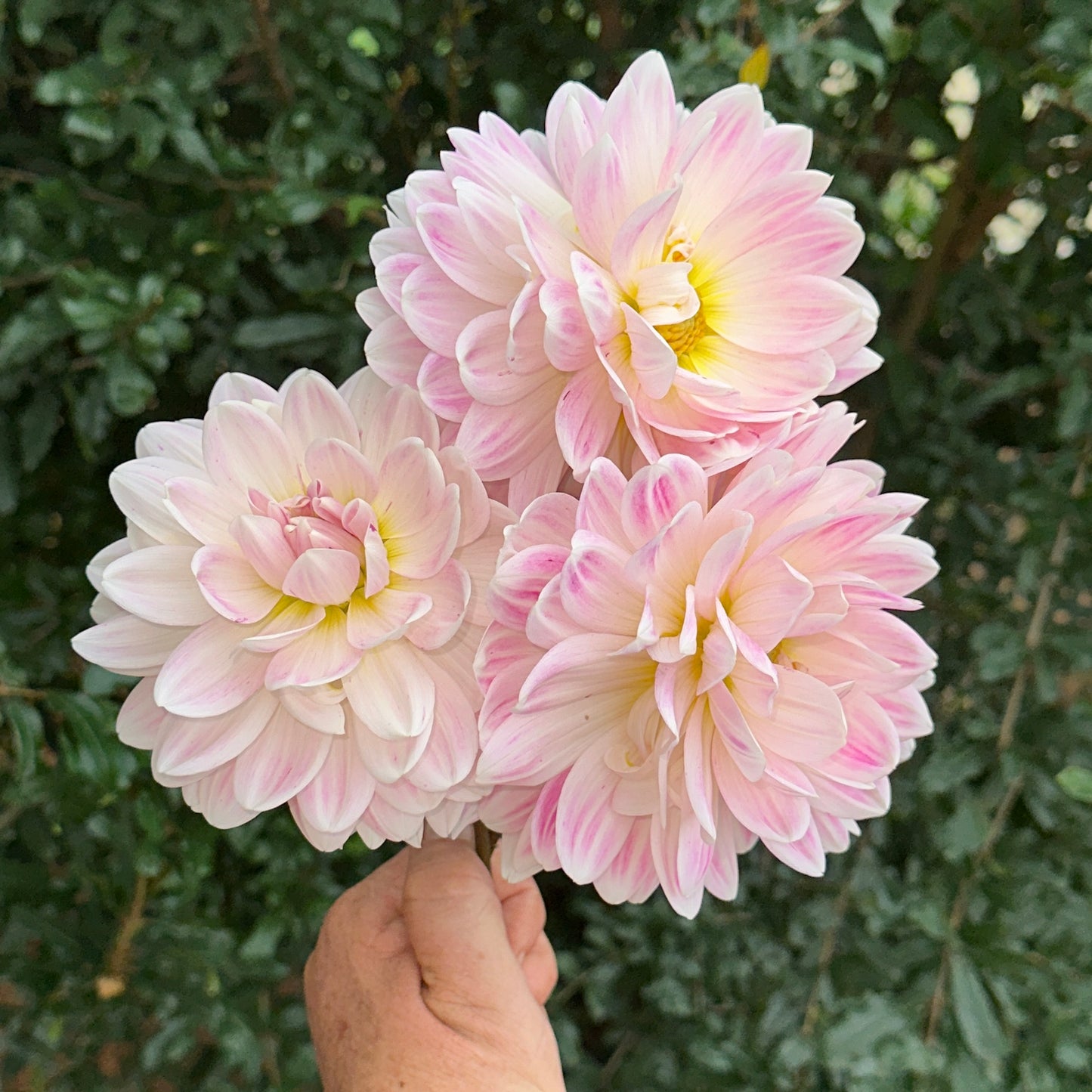 Kelgai Ann Dahlia (Limit 1 p.p)