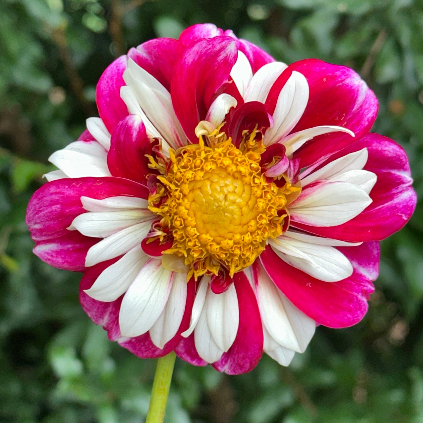 Bumble Rumble Dahlia Tuber