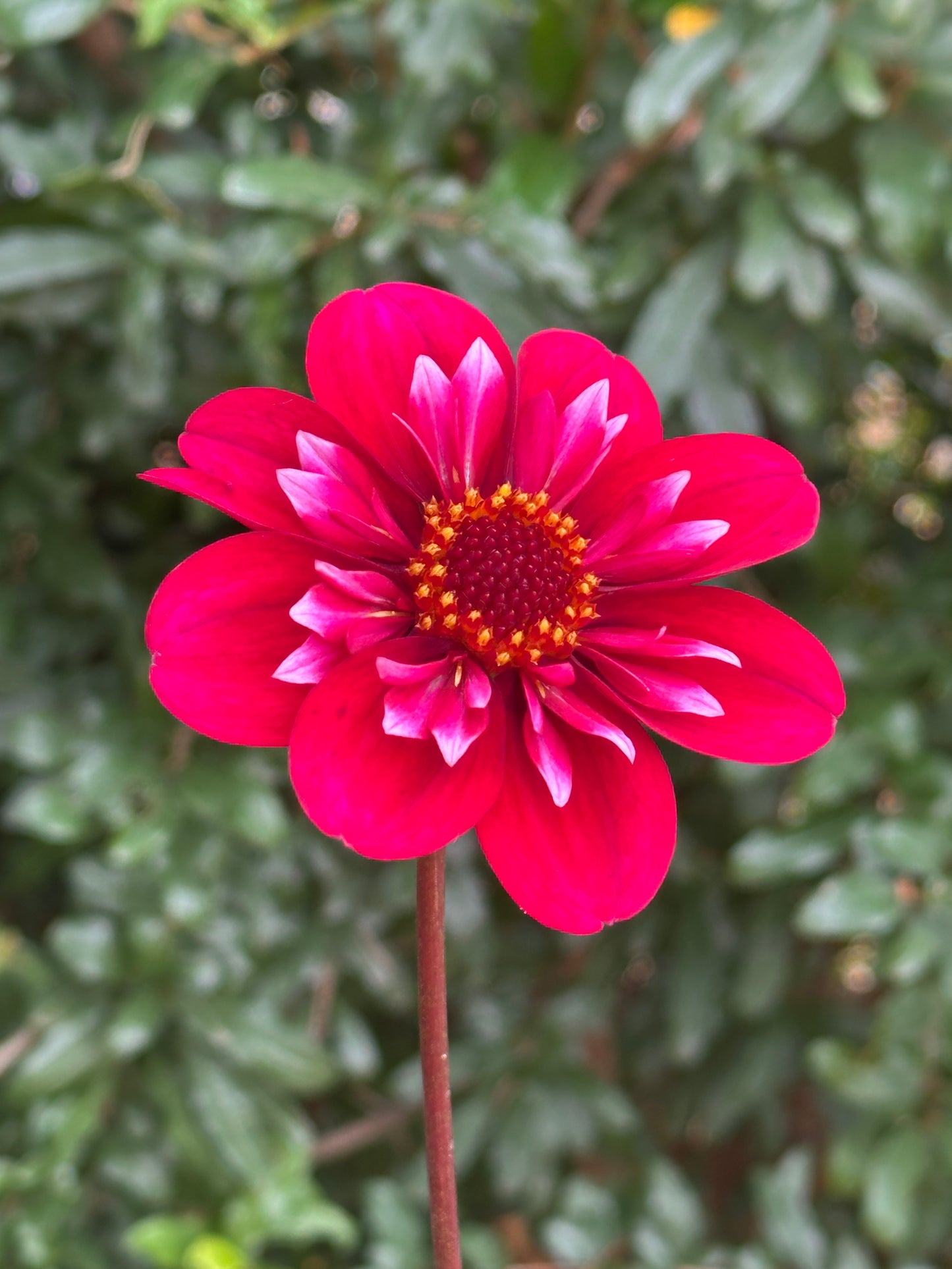Hootenanny Dahlia Tuber