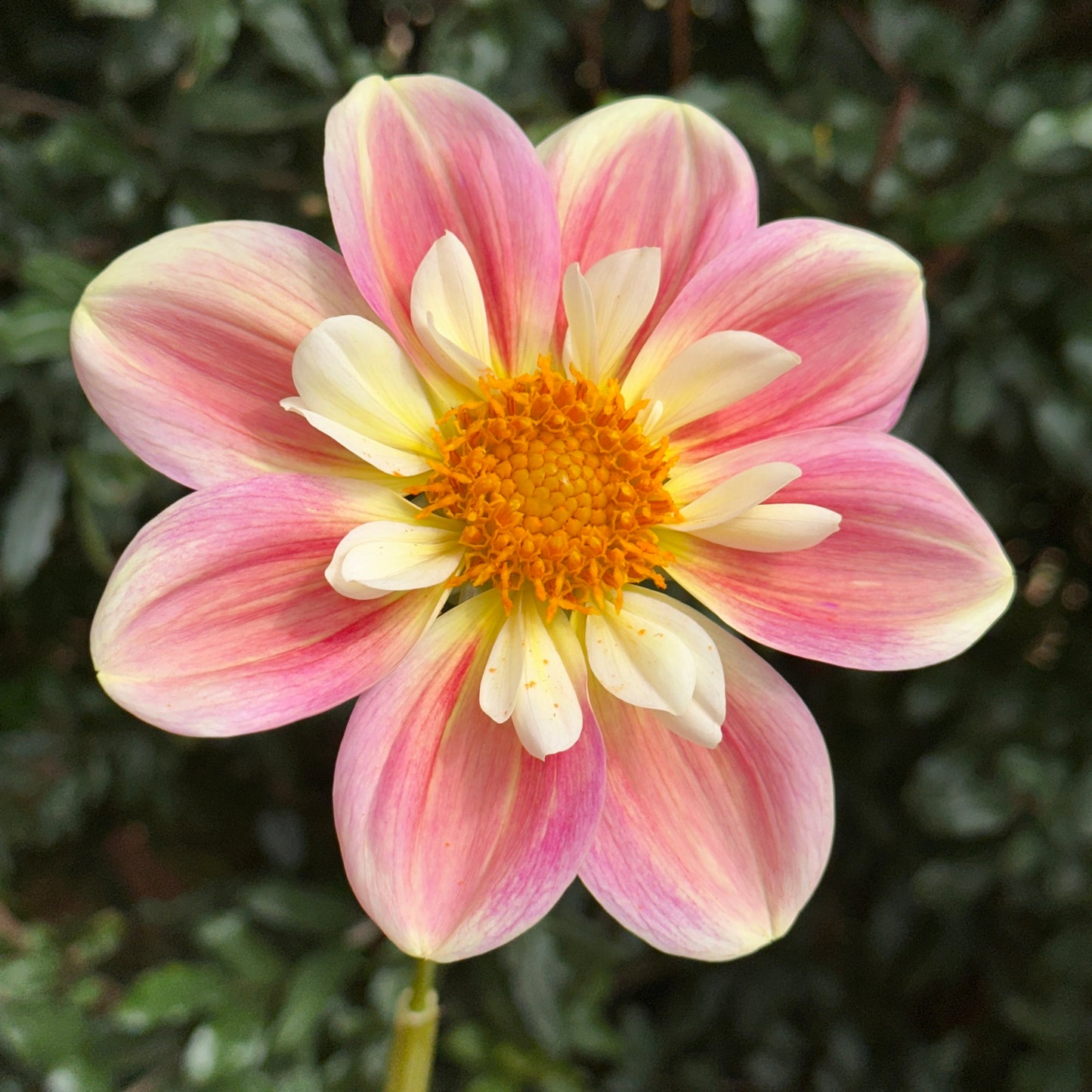 April Heather Dahlia (Limit 1 p.p)