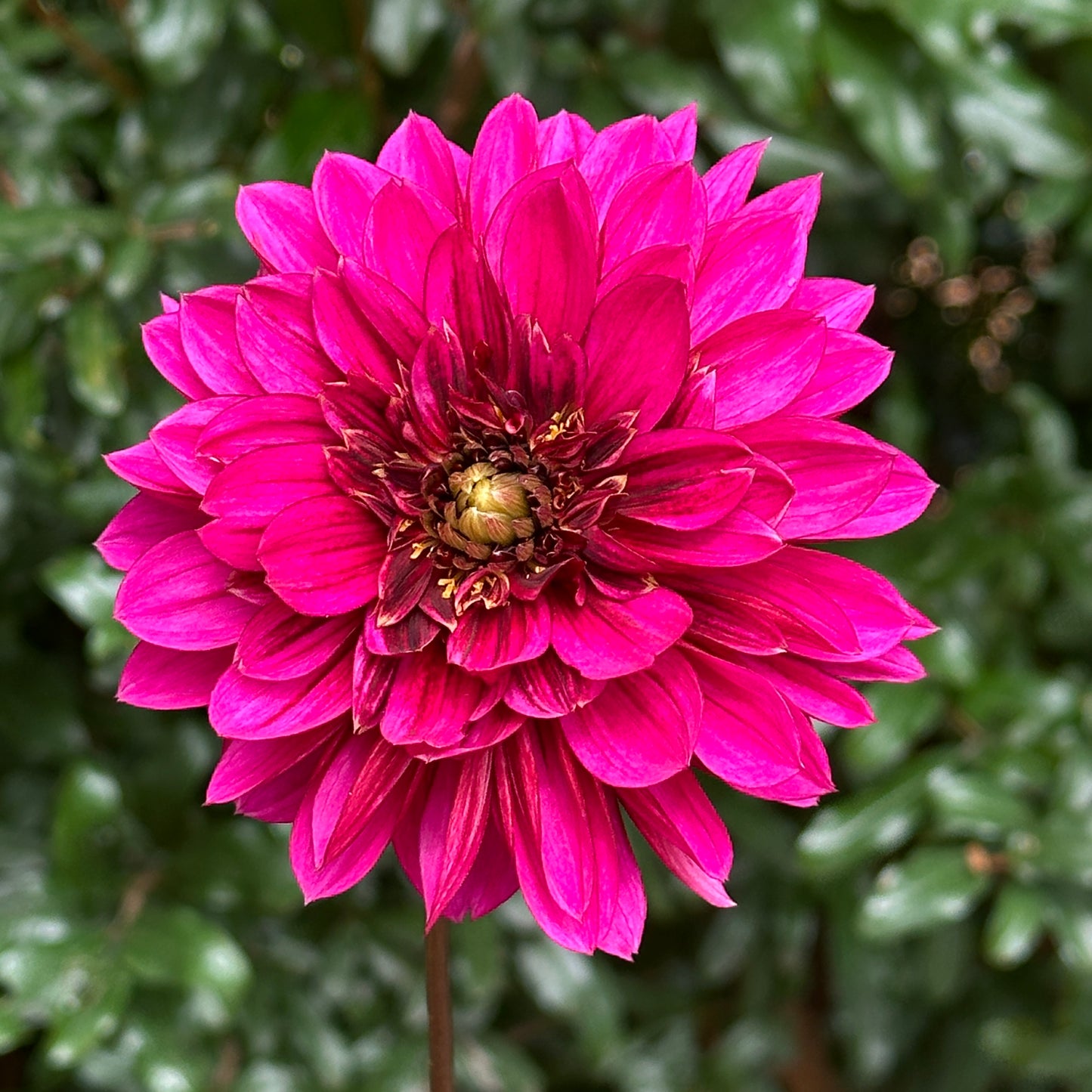 Purple Haze Dahlia Tuber