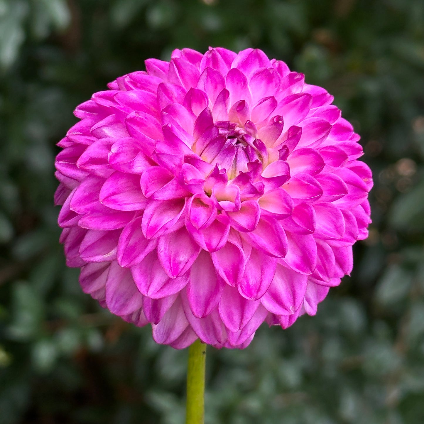 Genova Dahlia Tuber
