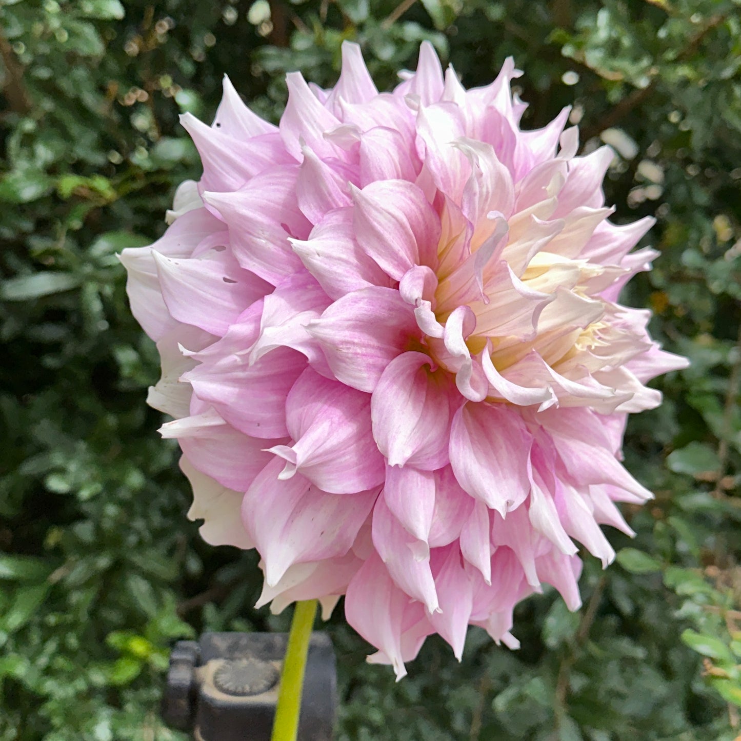 Gitt's Perfection Dahlia Tuber