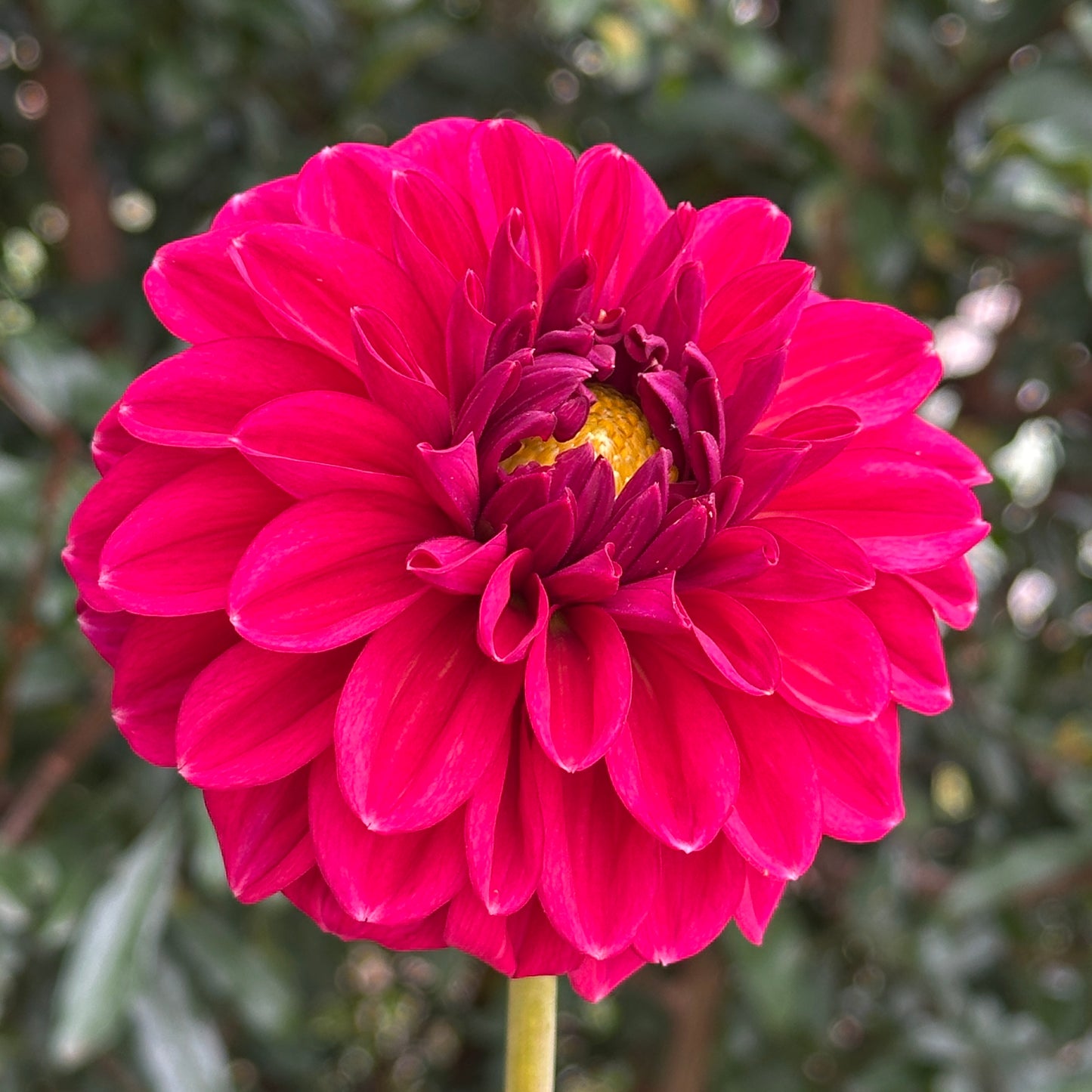 Perch Hill  Dahlia Tuber