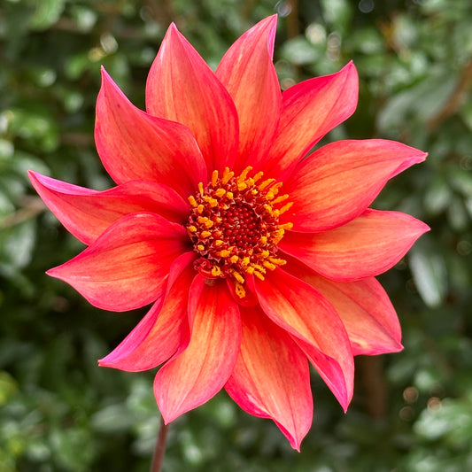 Waltzing Mathilda Dahlia Tuber