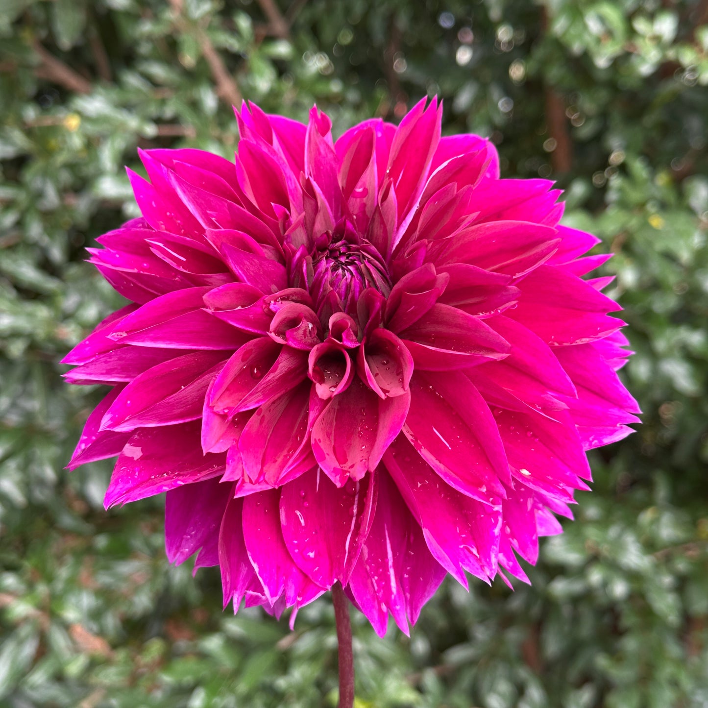 Thomas Edison Dahlia Tuber