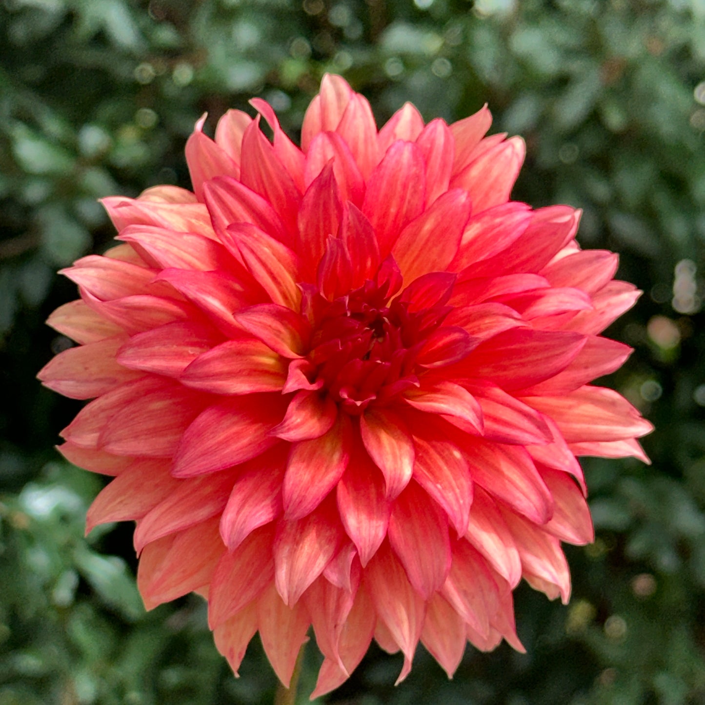 Autumn Fairy Dahlia Tuber
