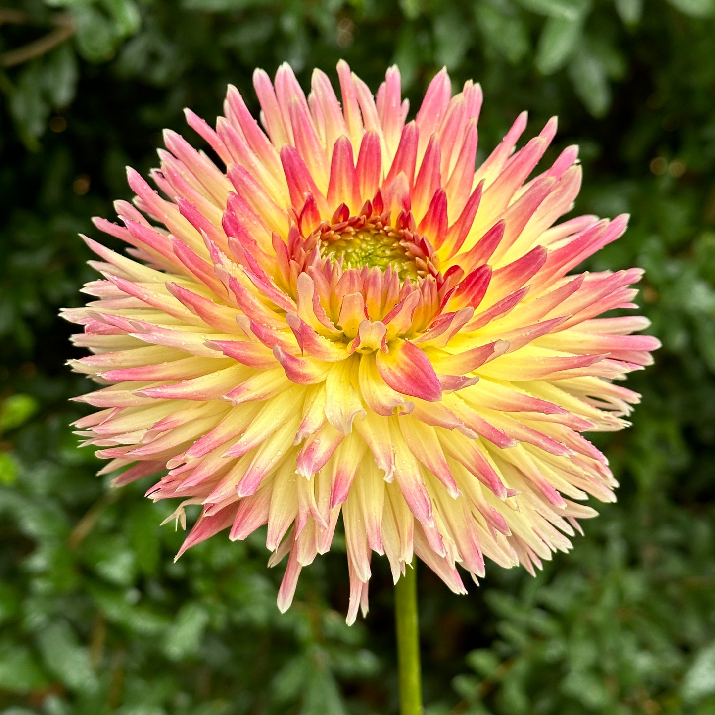 Summer Breeze Dahlia Tuber