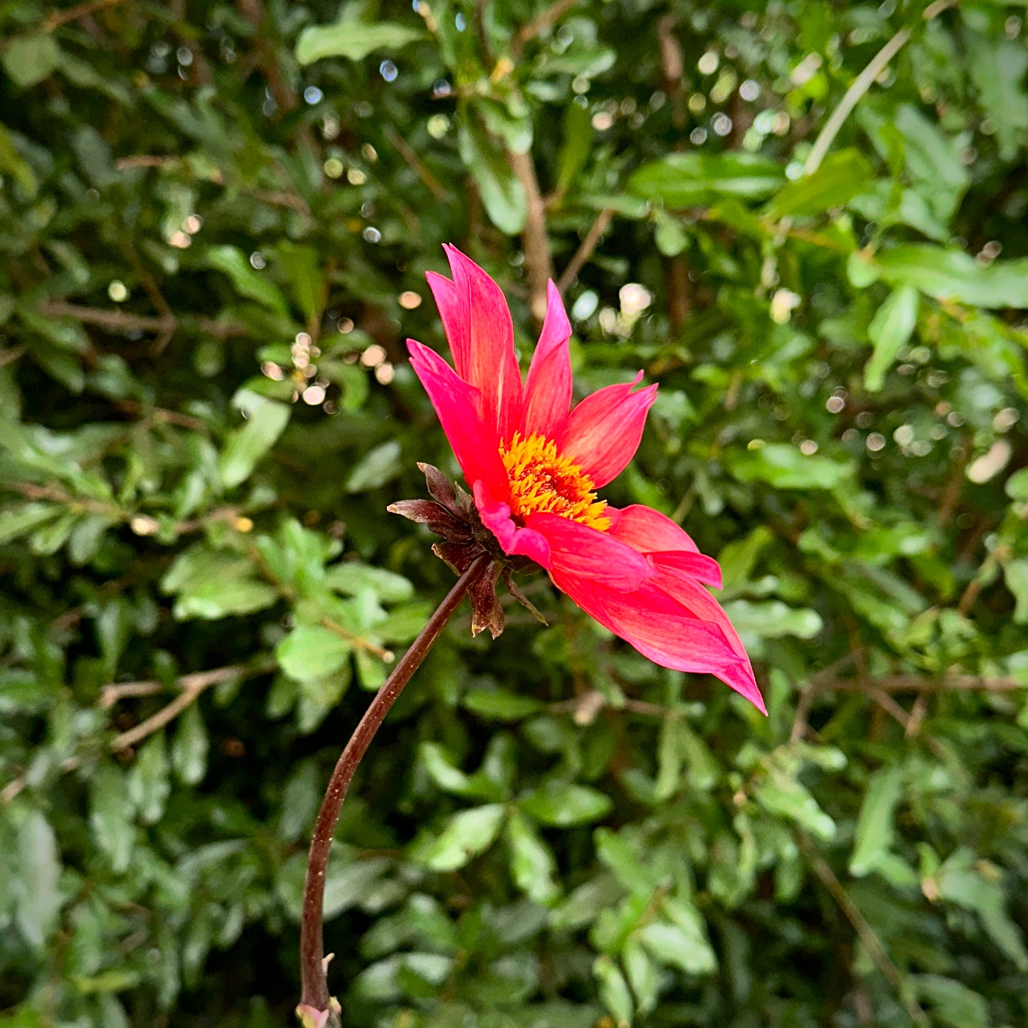 Waltzing Mathilda Dahlia Tuber