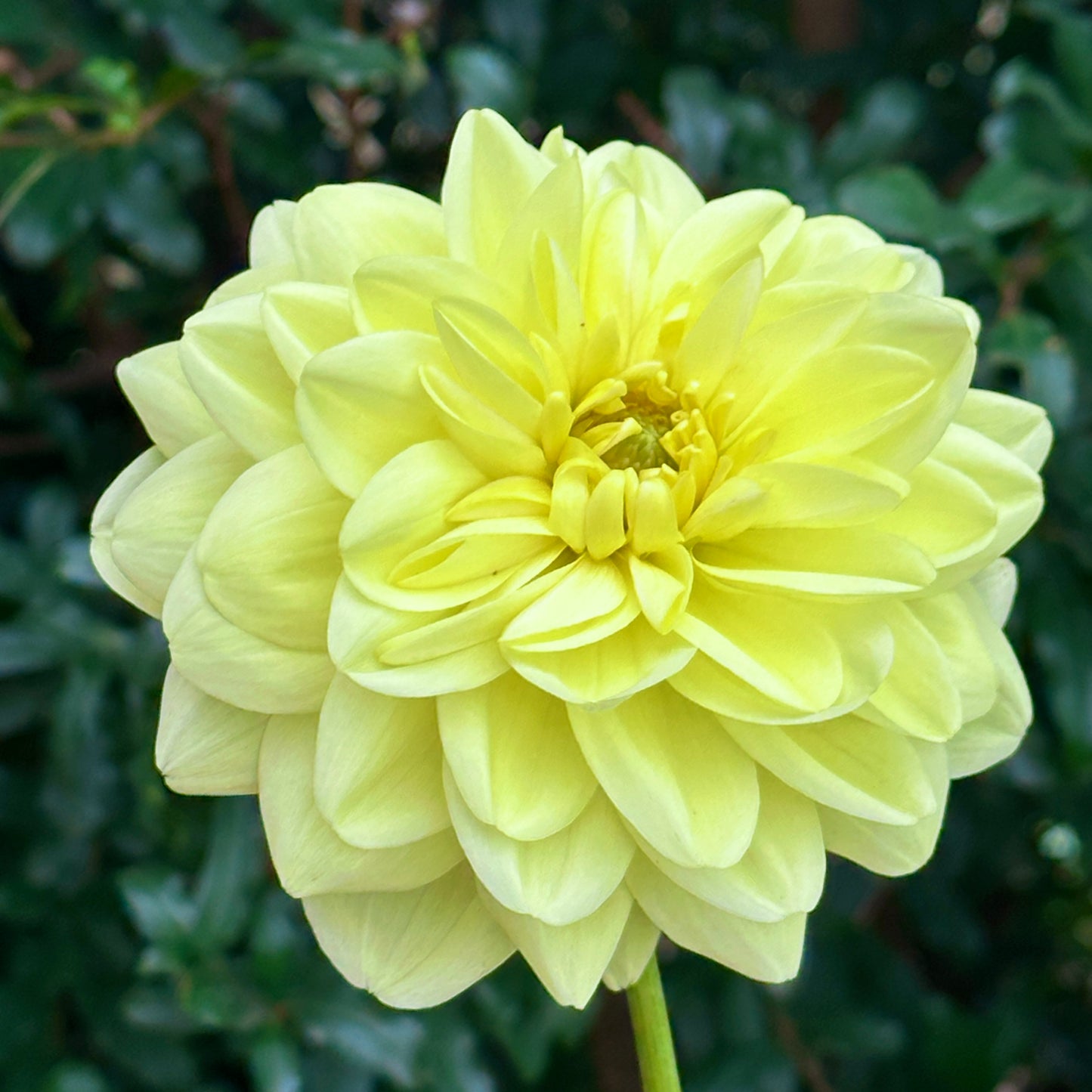 Glorie Van Heemstede Dahlia Tuber