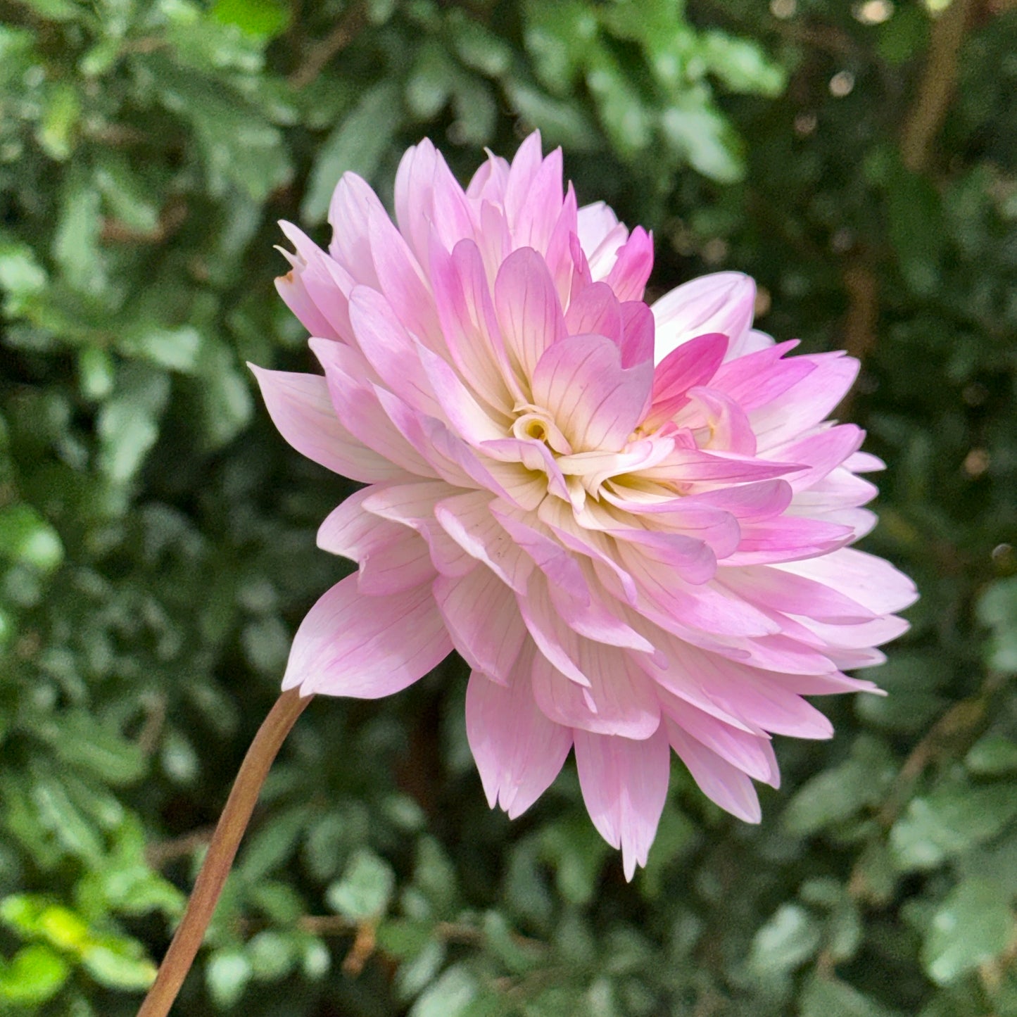 Nepos Dahlia Tuber