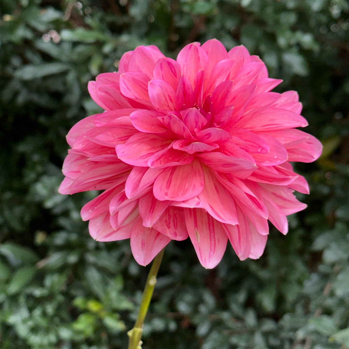 Sourire De Crozon Dahlia Tuber