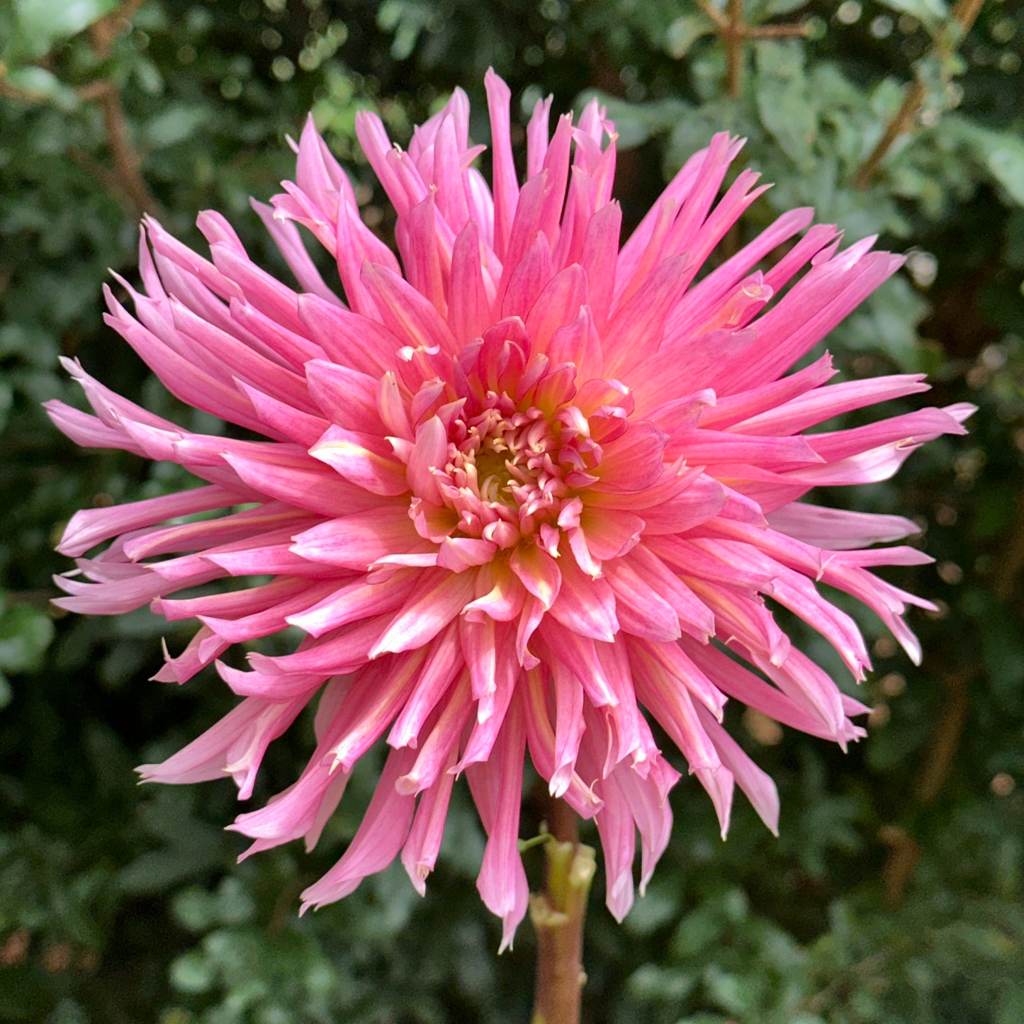 Hollyhill Cotton Candy Dahlia Tuber