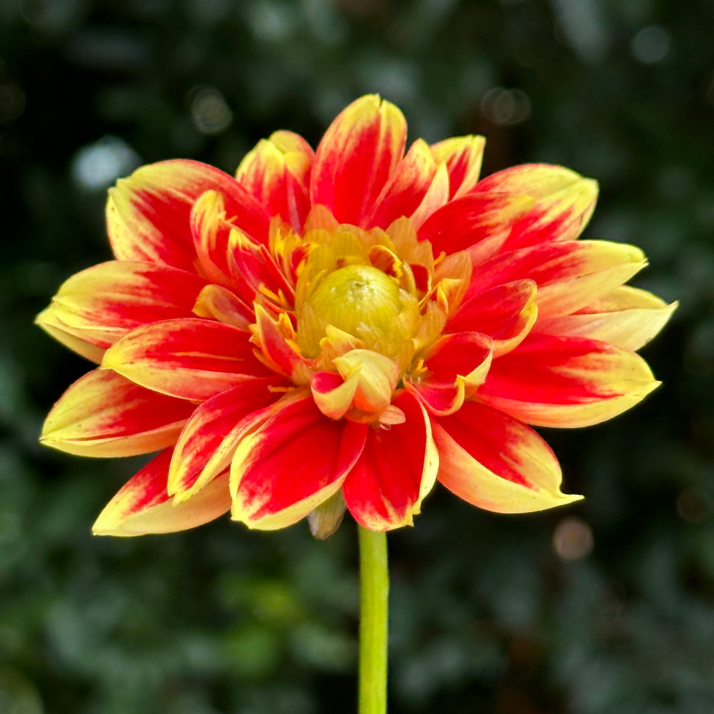 Dalaya Shiva Dahlia Tuber