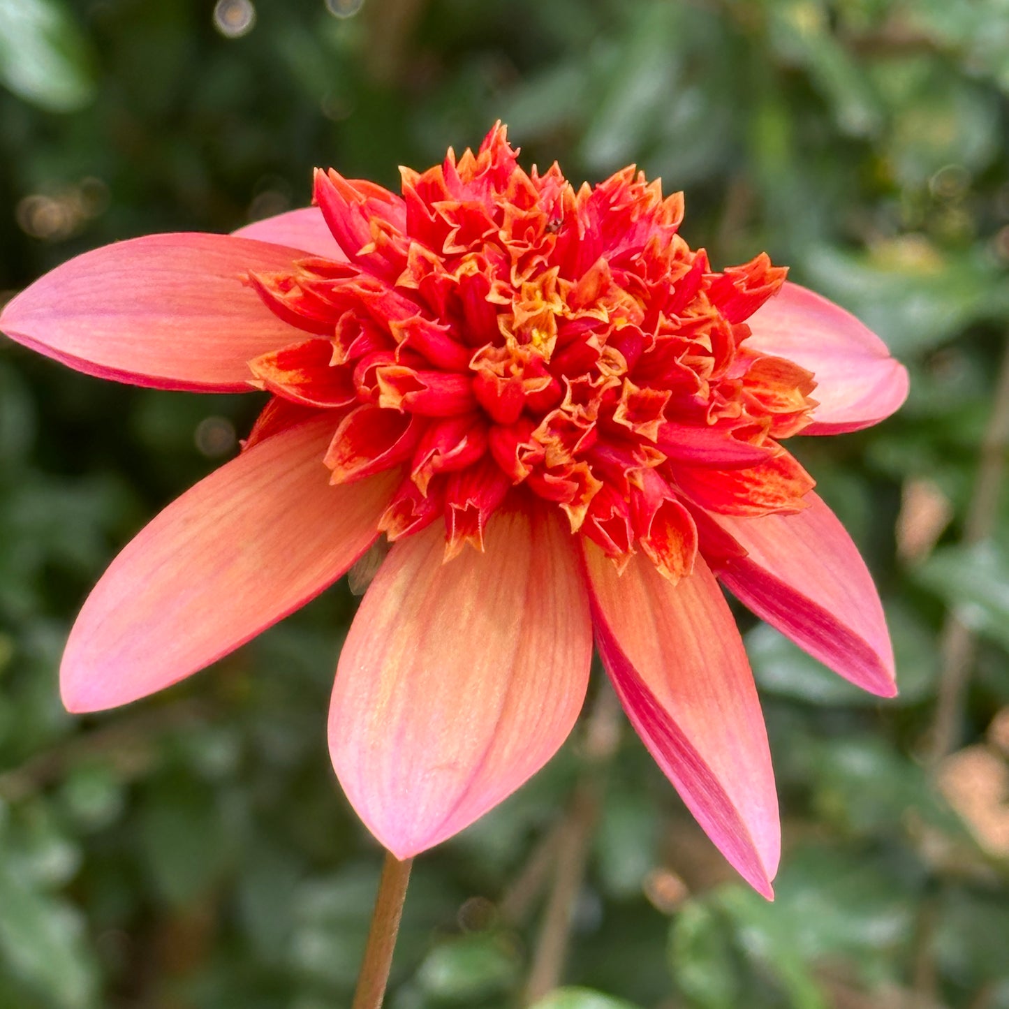 Totally Tangerine Dahlia Tuber