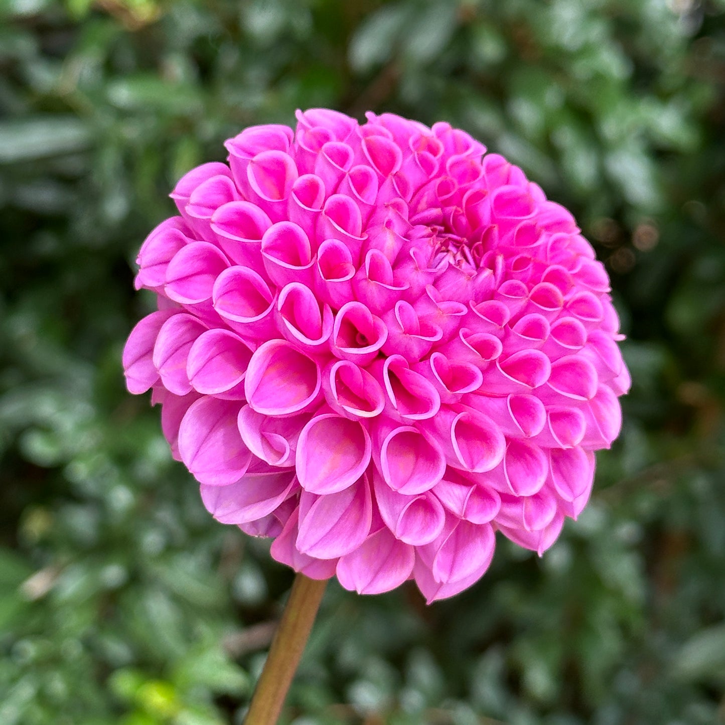 Isabel Dahlia Tuber