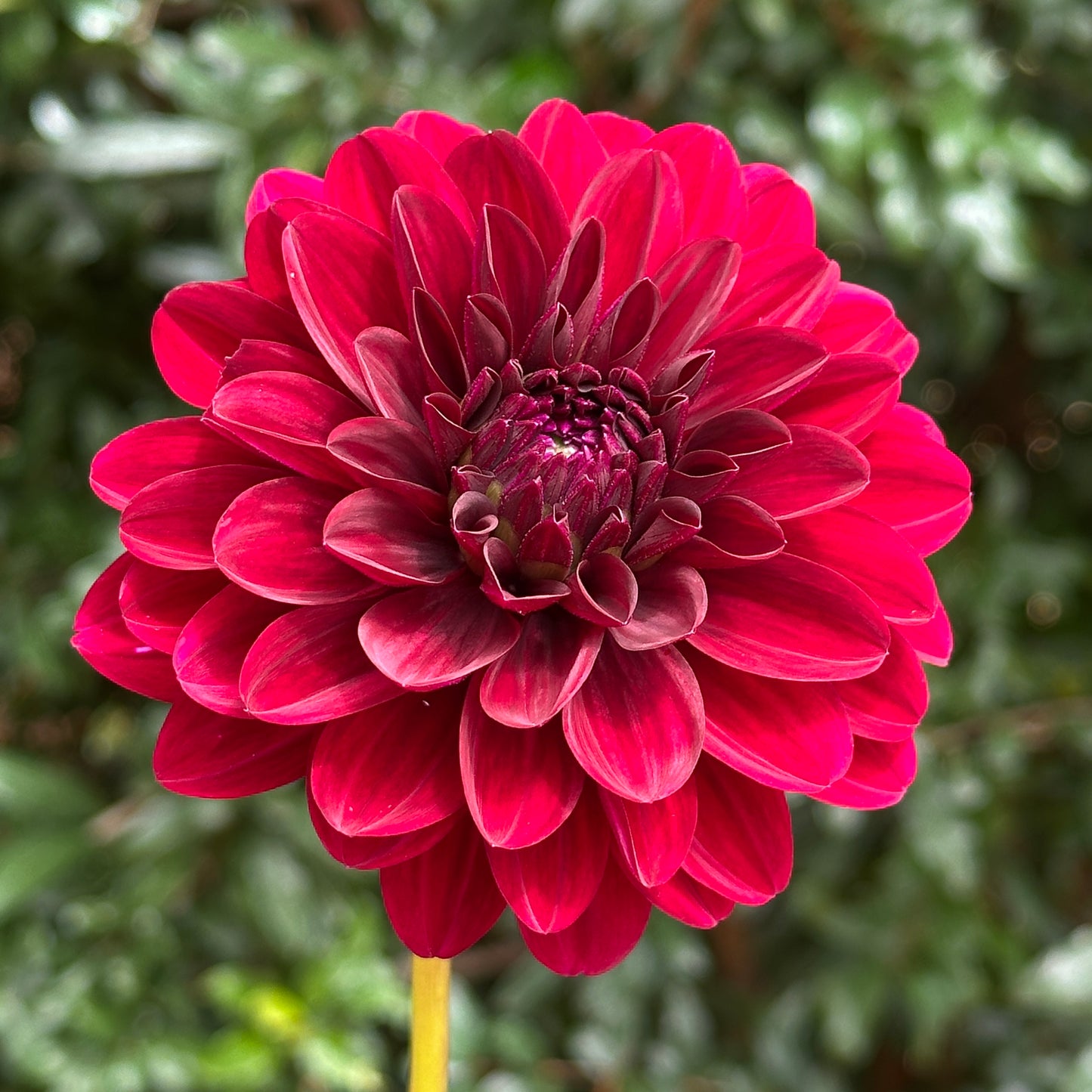 Karma Naomi Dahlia Tuber