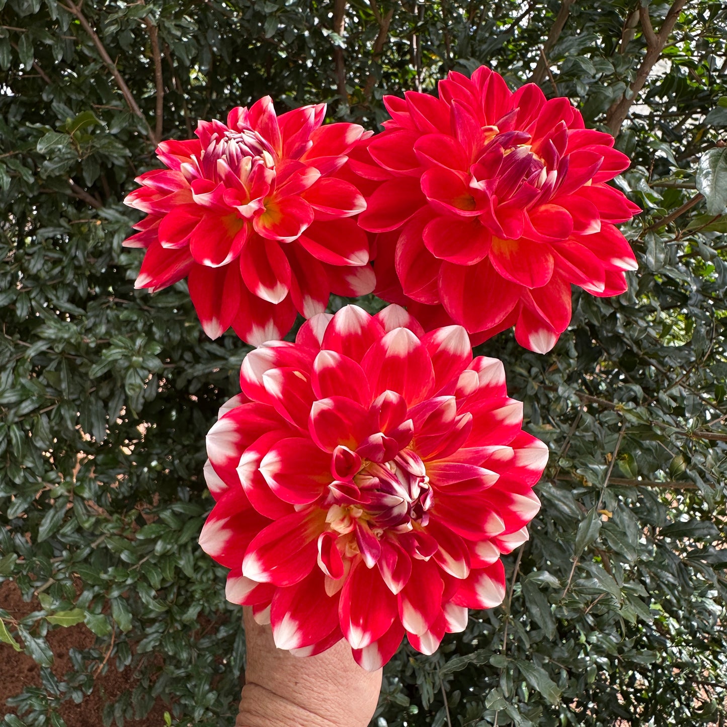 Hapet Celebration Dahlia Tuber