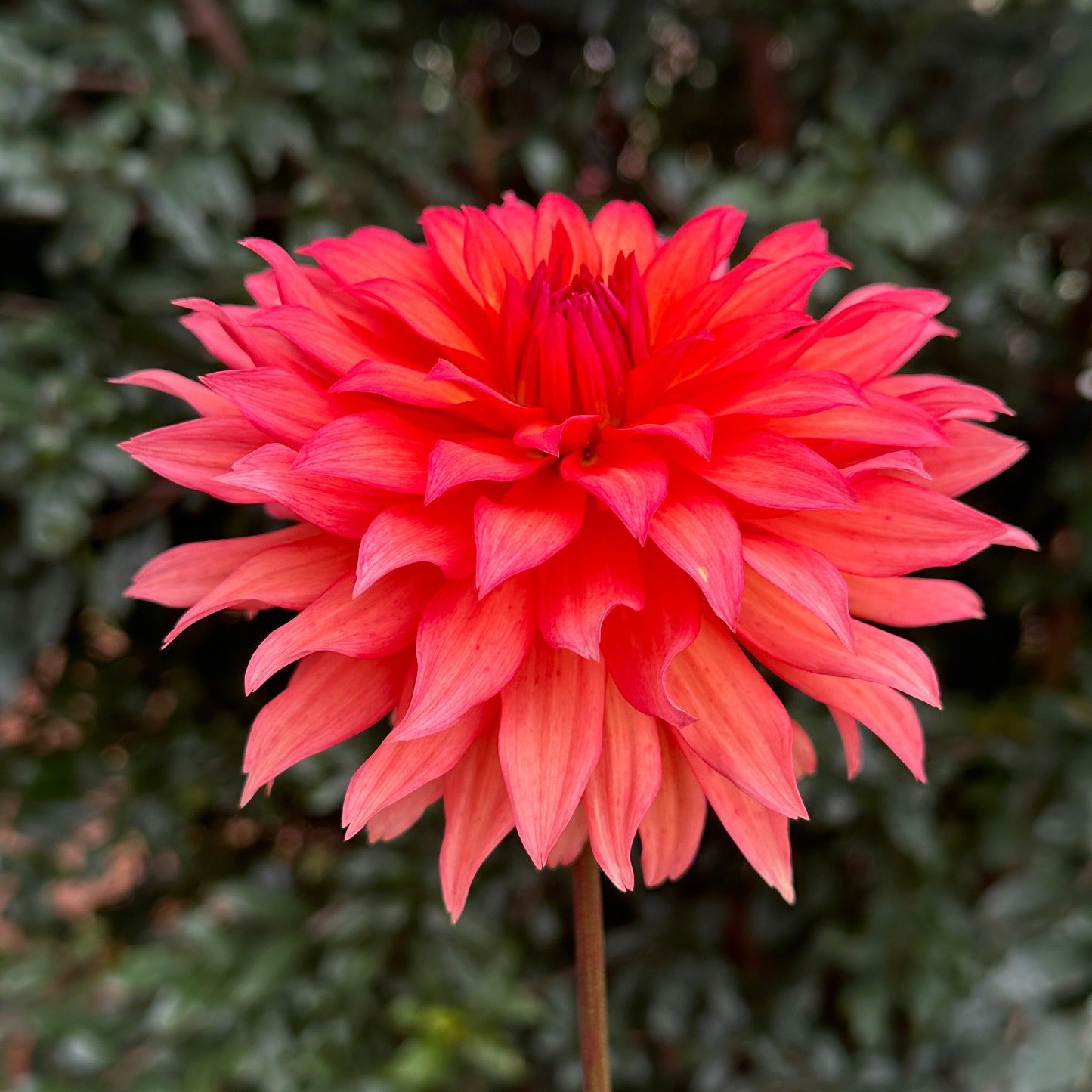 Autumn Fairy Dahlia Tuber