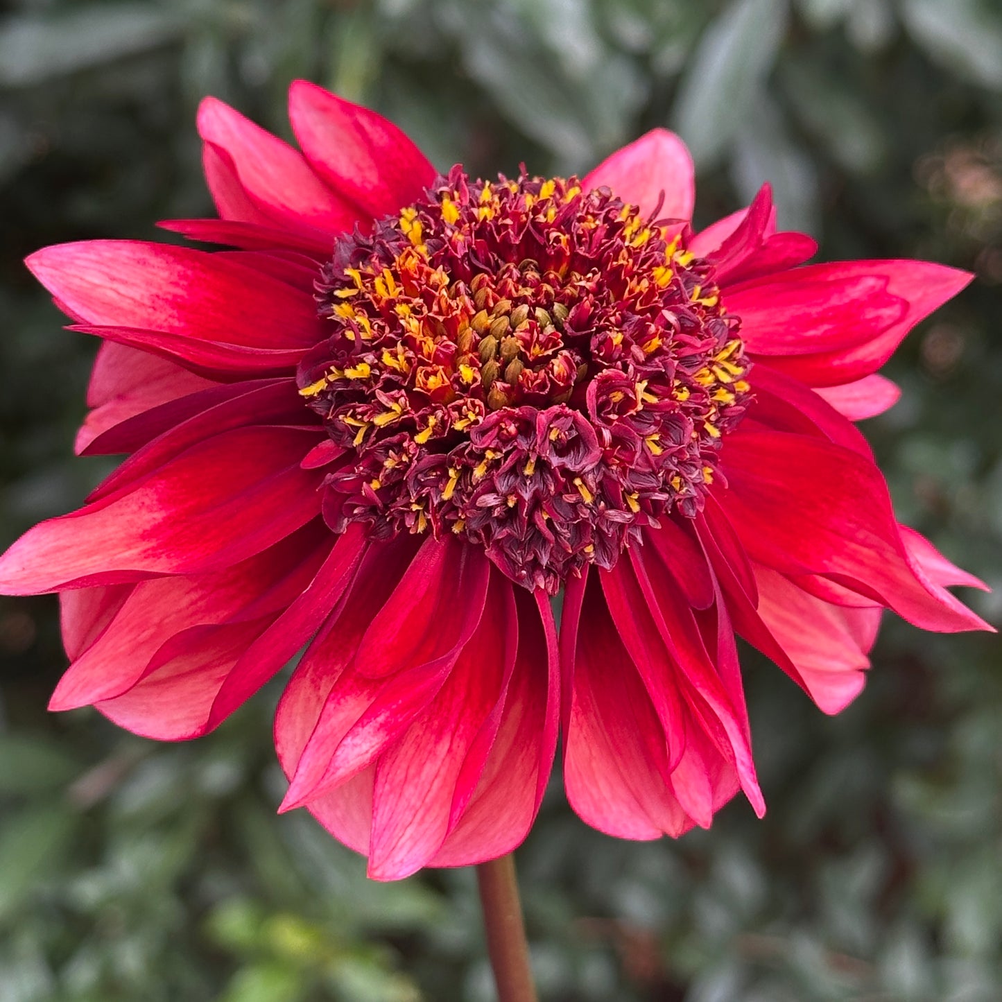 Sarah Raven Dahlia (Limit 1 p.p)