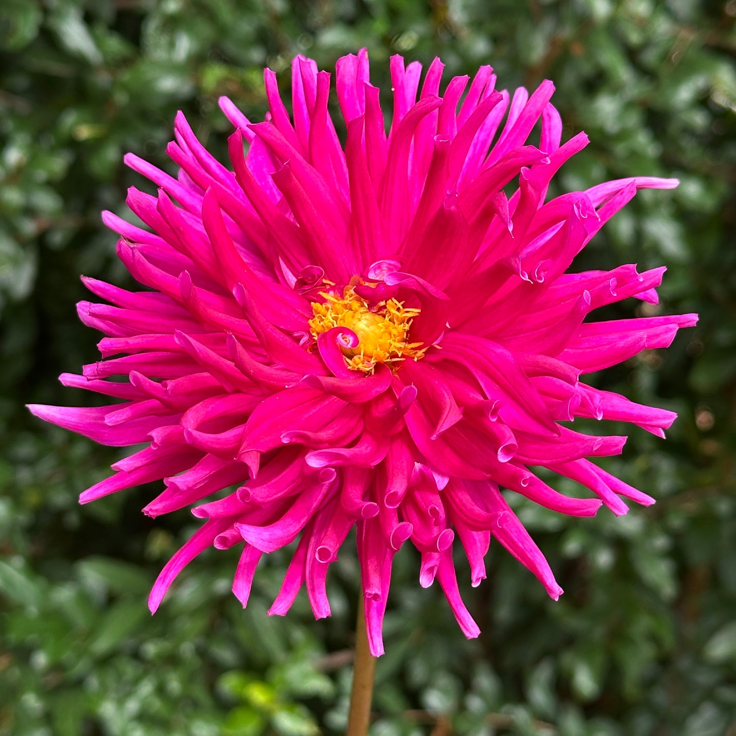 Purple Gem Dahlia Tuber