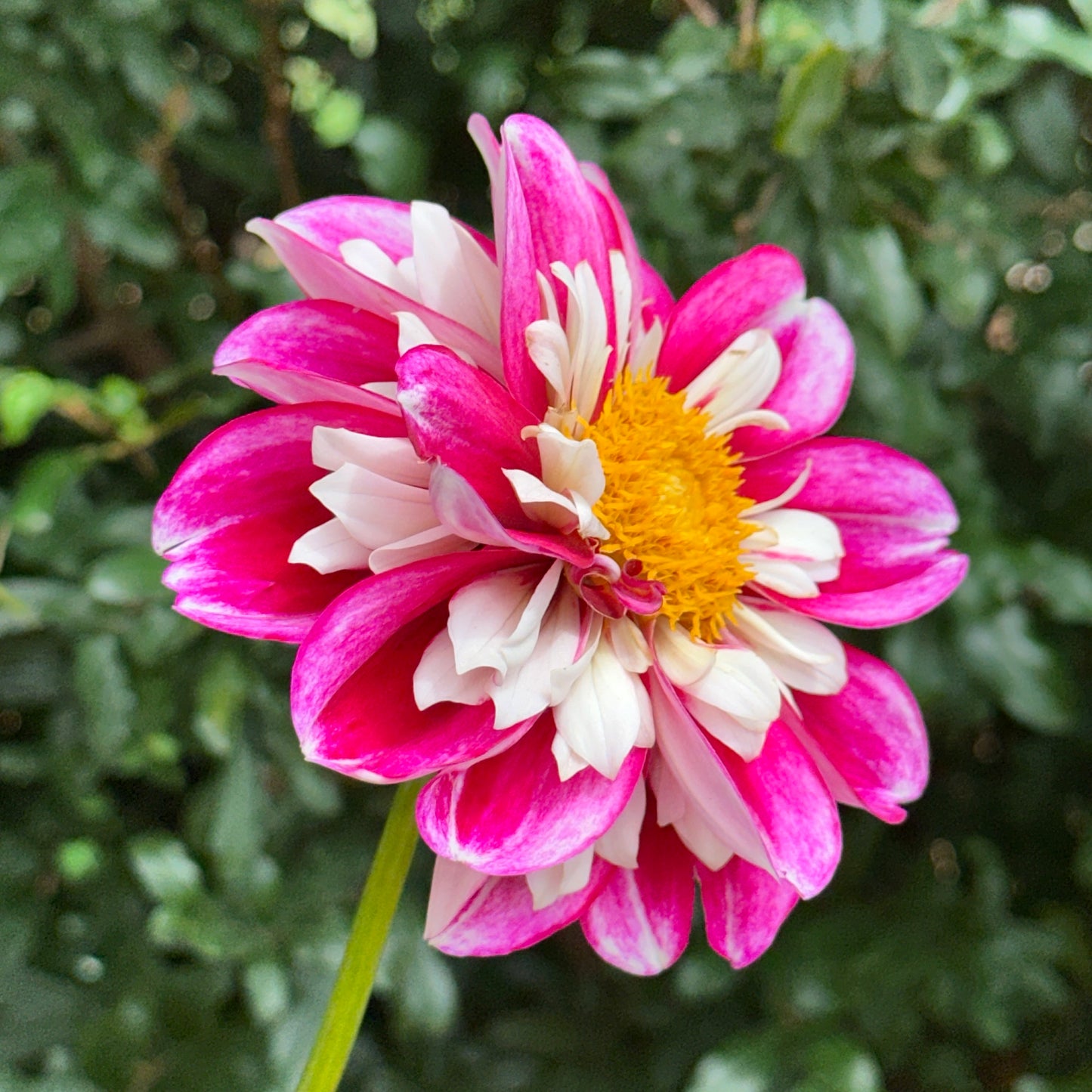 Bumble Rumble Dahlia Tuber
