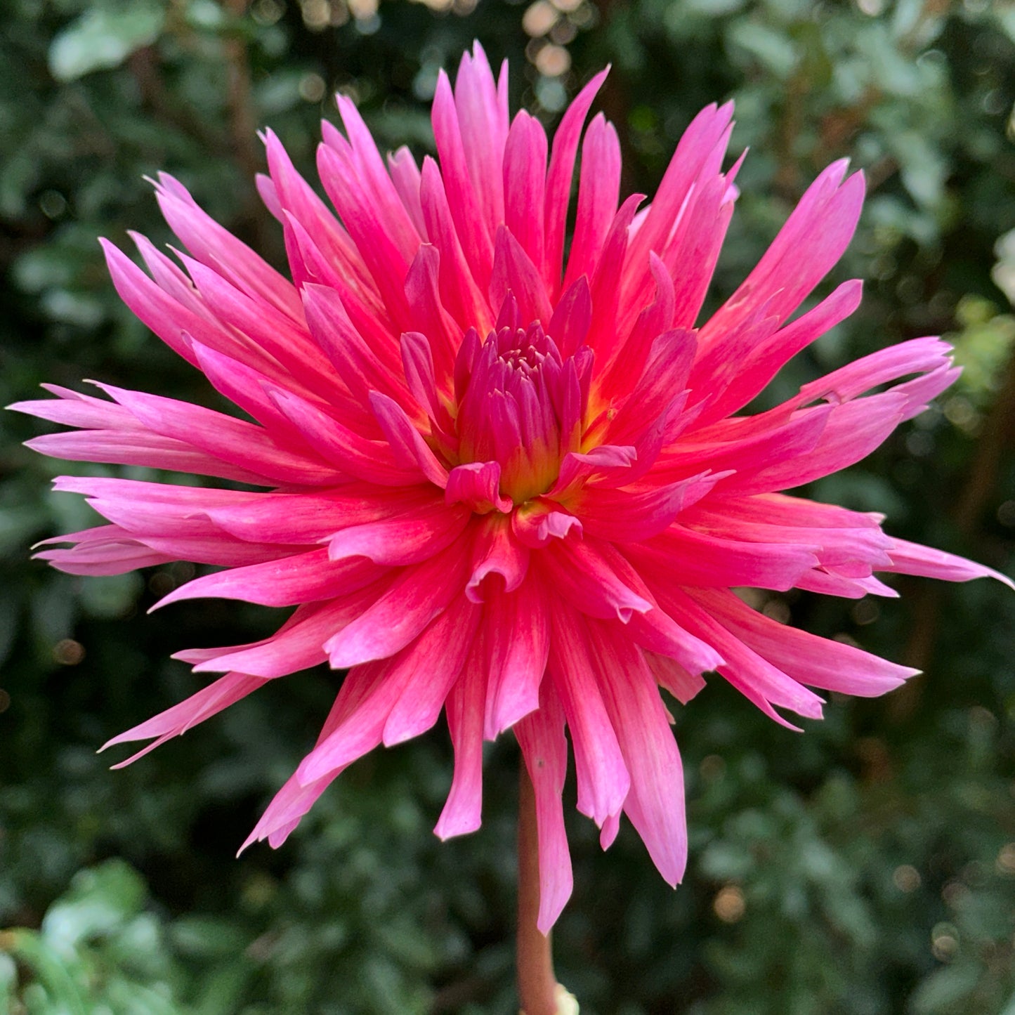 Douglas Camille Dahlia Tuber