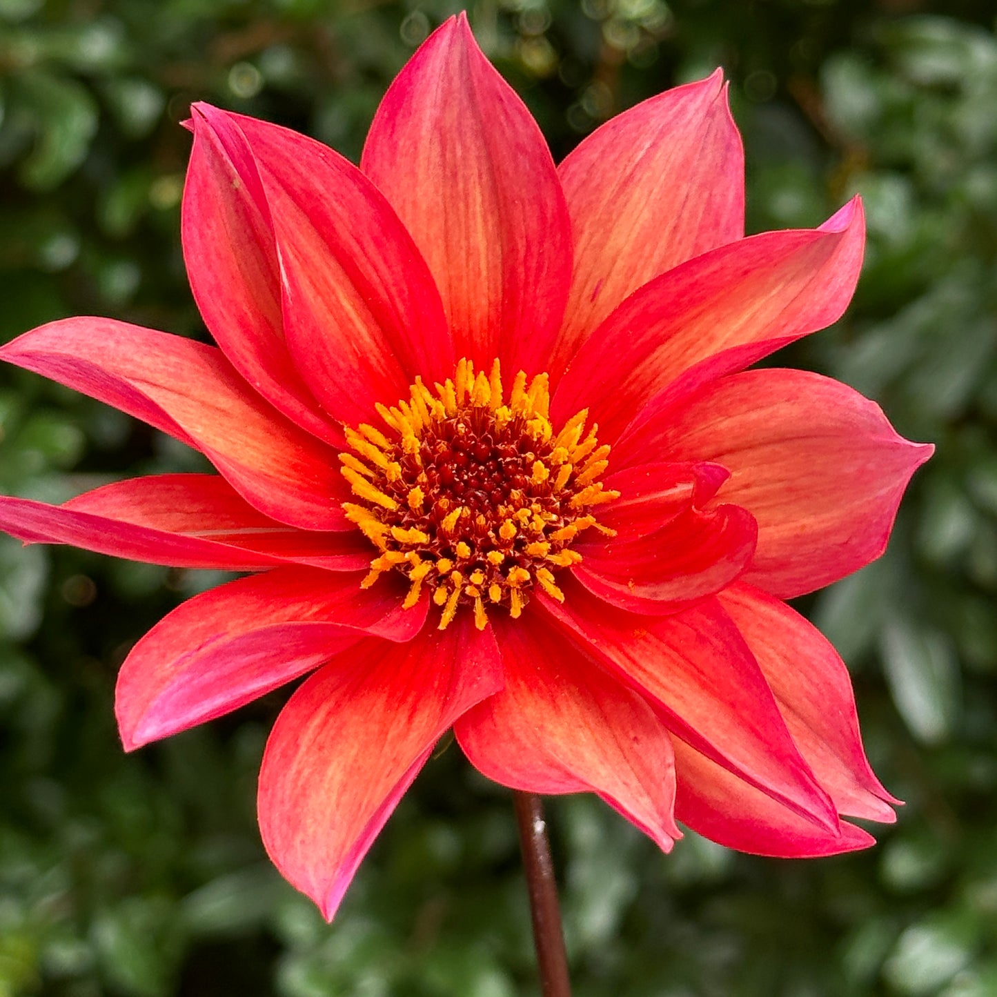 Waltzing Mathilda Dahlia Tuber