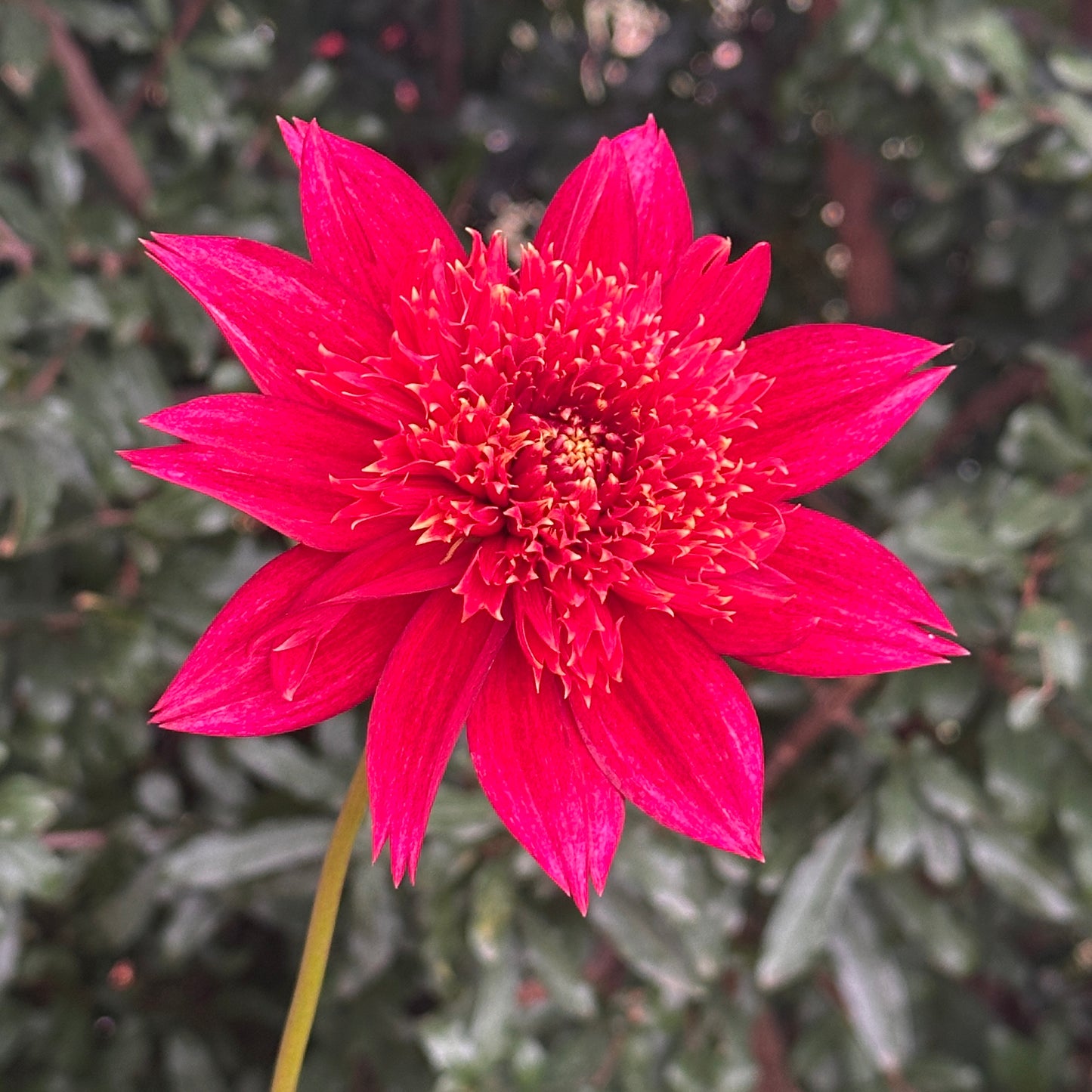 Jive Dahlia Tuber