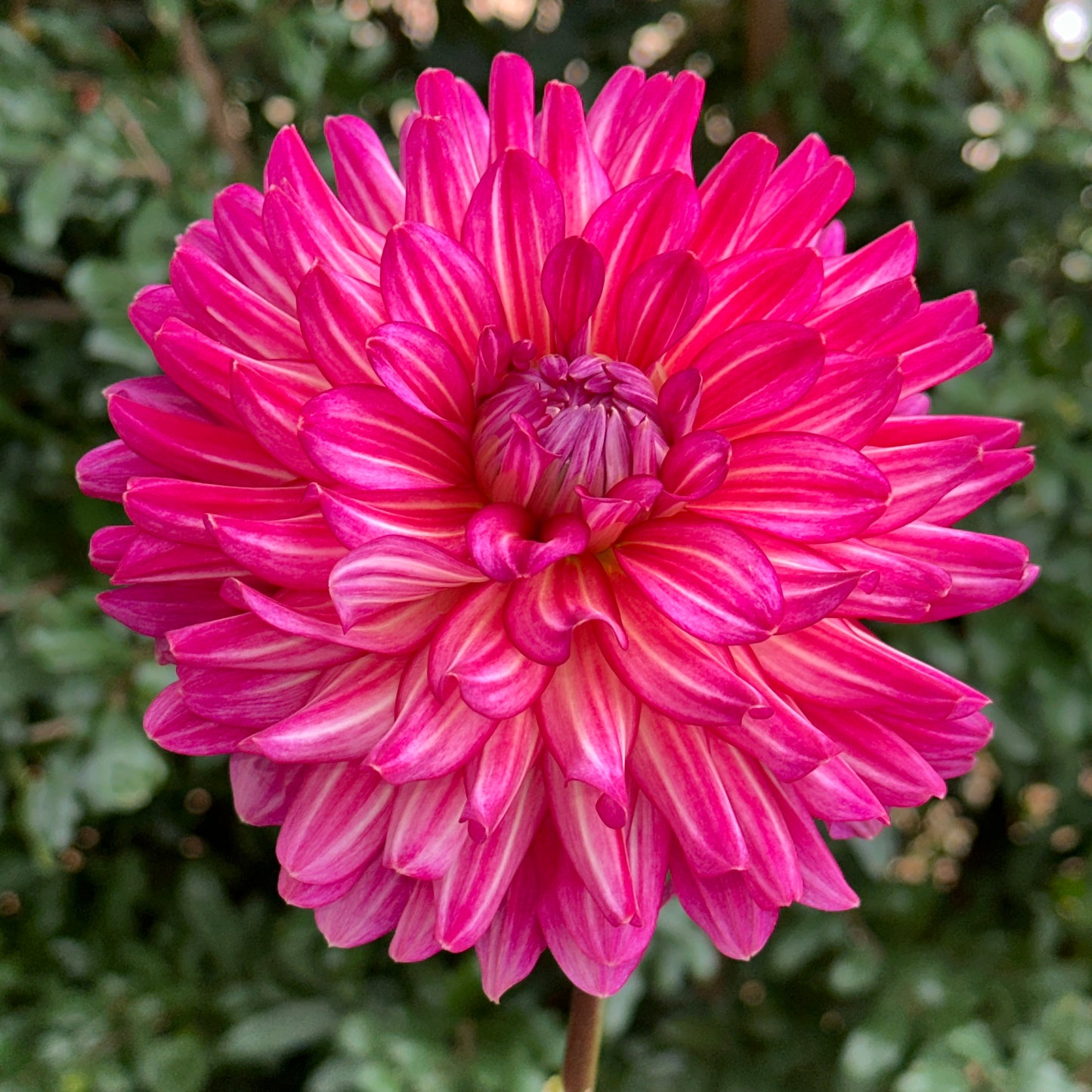Pinkie Swear Dahlia Tuber