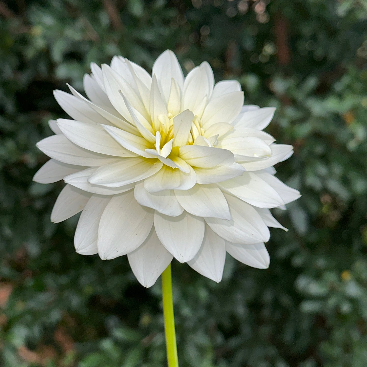 Karma Maarten Zwaan Dahlia Tuber