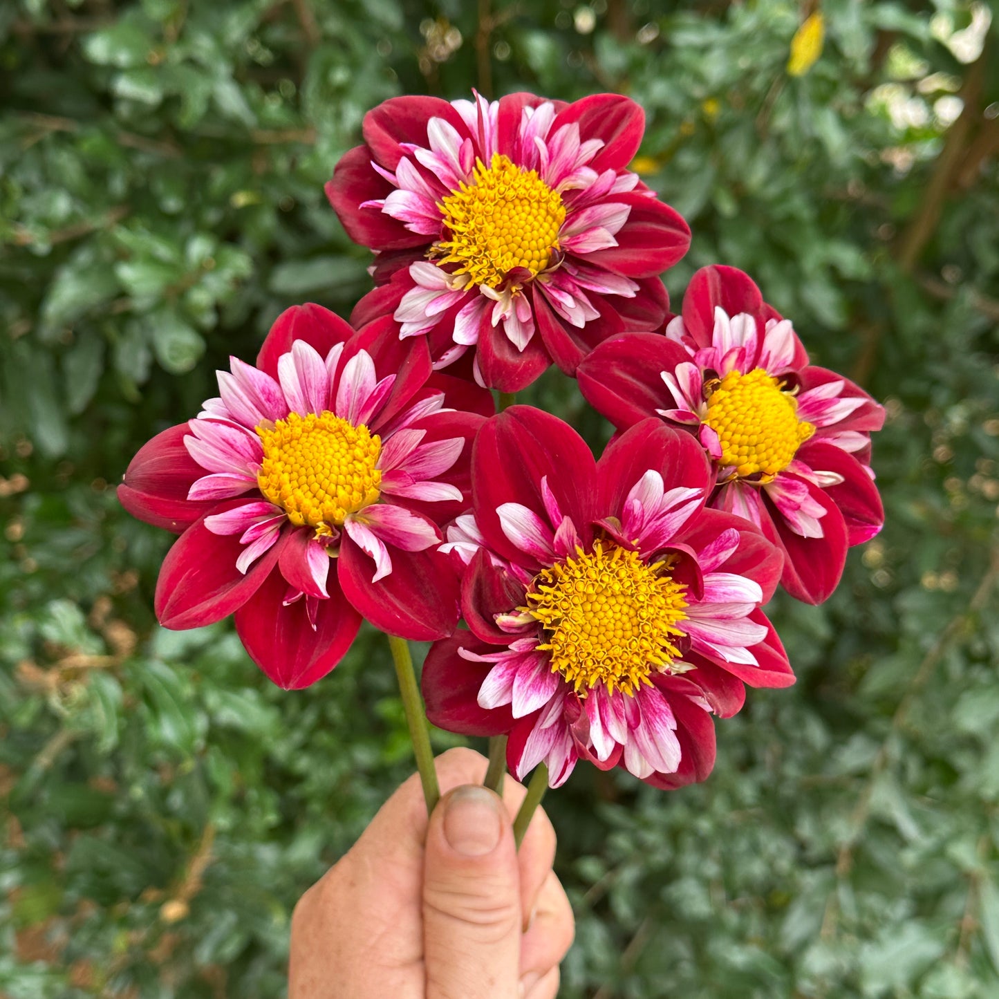 Joyful Investment Dahlia Tuber