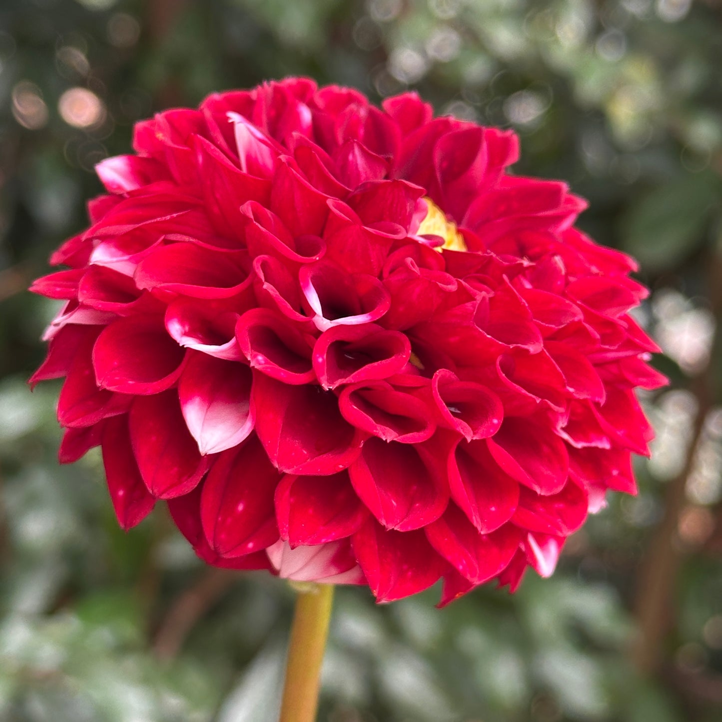 Hapet Picotee Dahlia Tuber