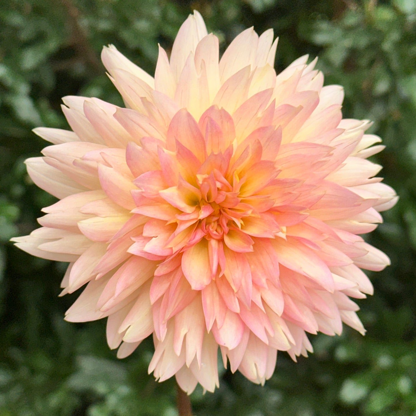 Henriette Dahlia Tuber