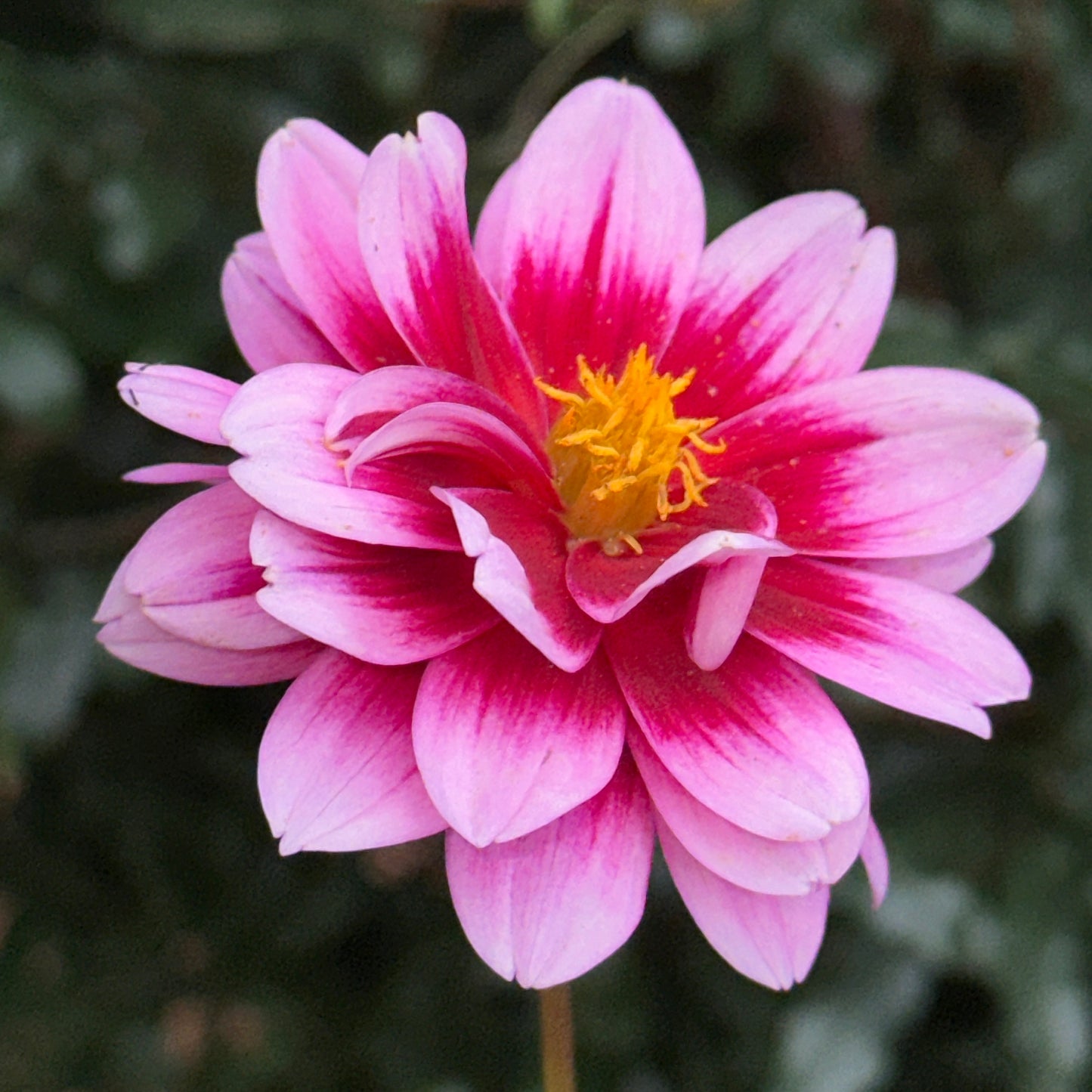 Dalaya Yogi Dahlia Tuber