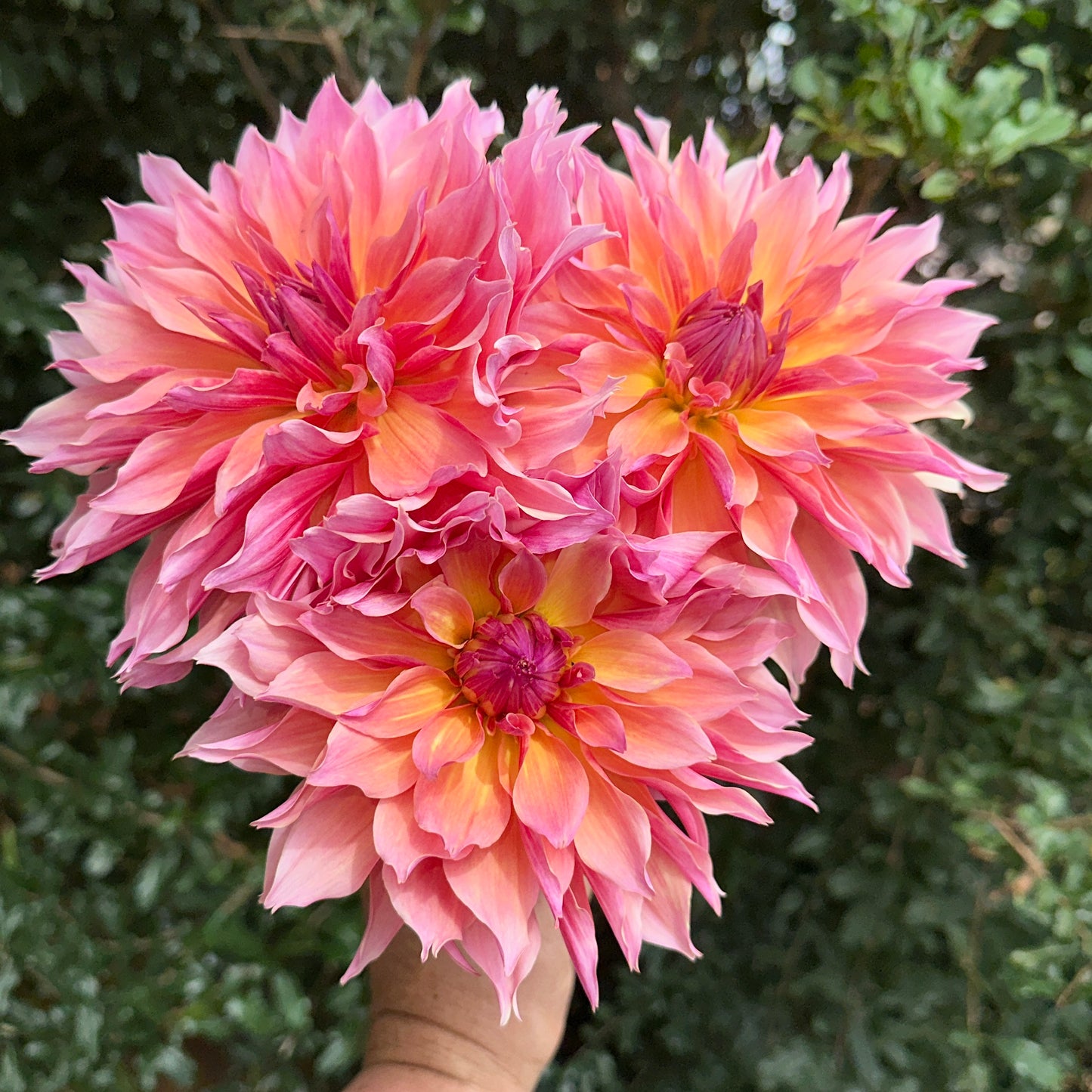 Labyrinth Dahlia Tuber