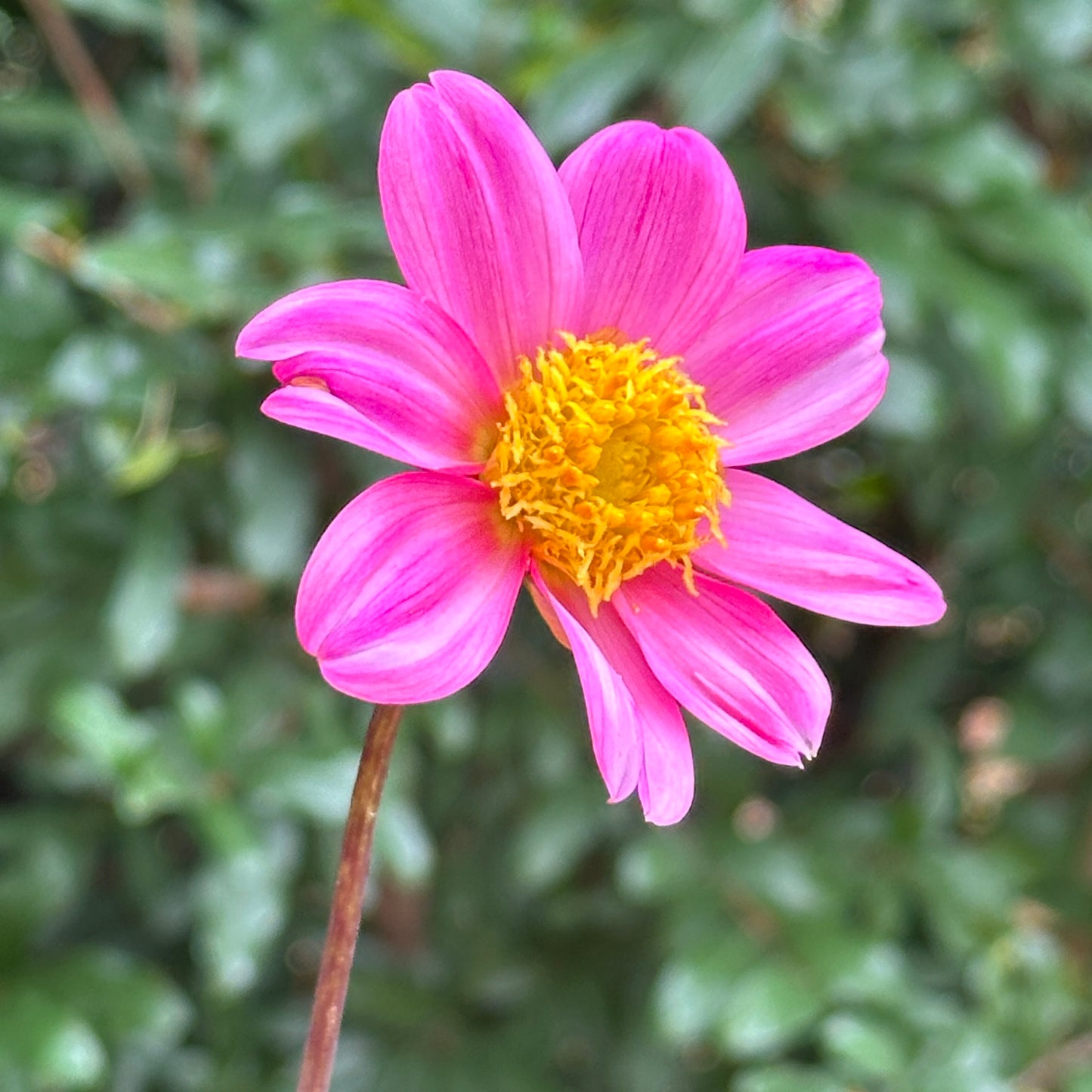 Topmix Rose Dahlia Tuber