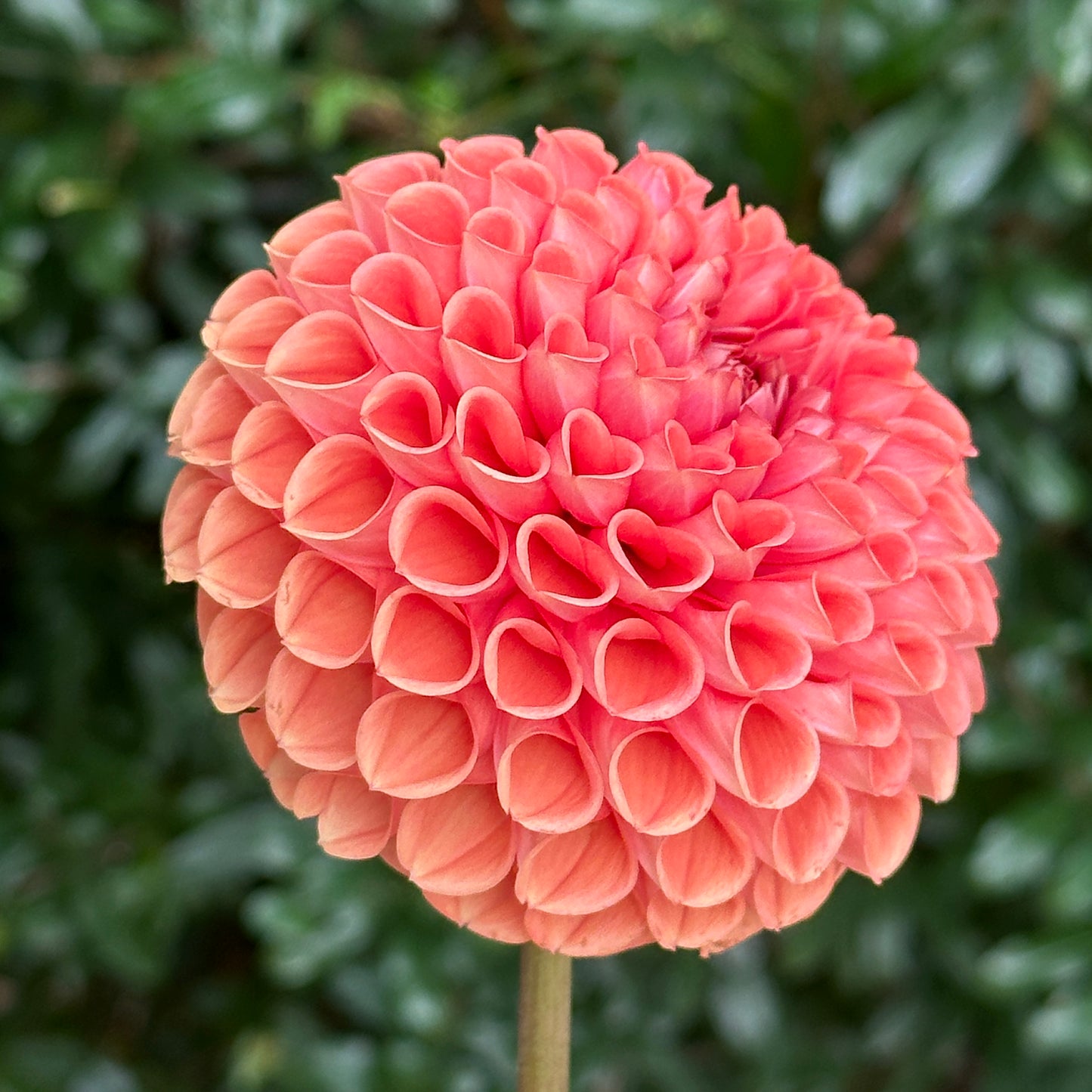 Cornel Bronze Dahlia Tuber